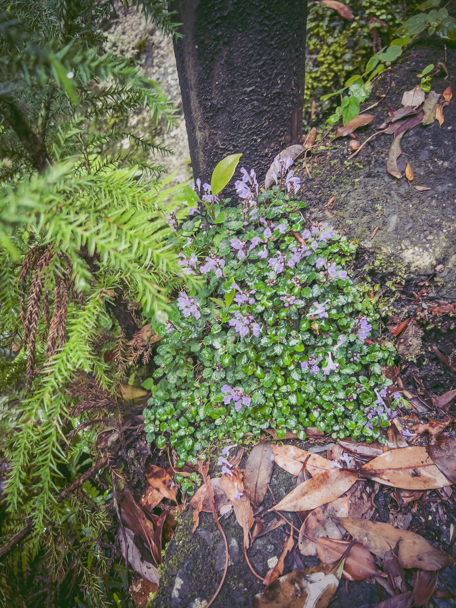 Grüne Pflanzen und Cluster von lila Blumen, die zwischen Steinen wachsen