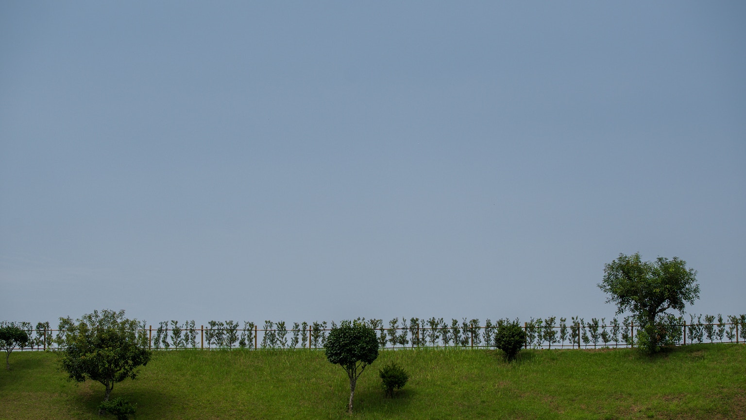 Silhouette di alberi allineati contro un cielo blu su una collina verde