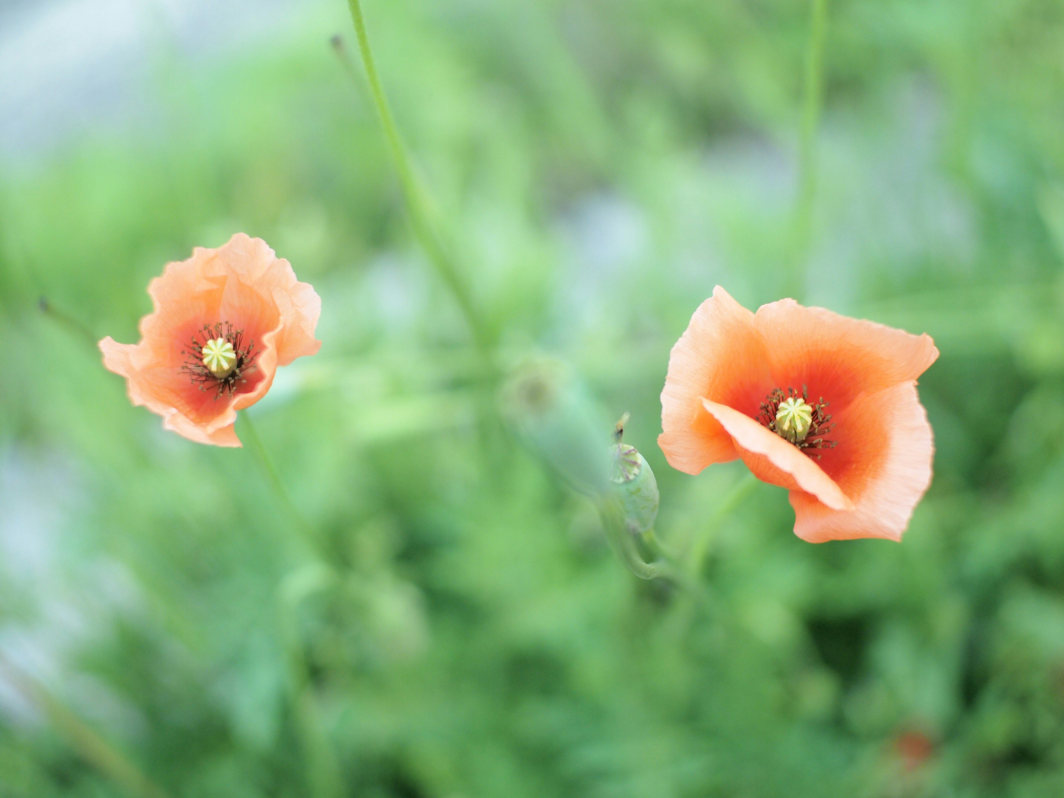flores de amapola naranja floreciendo en un campo de hierba verde