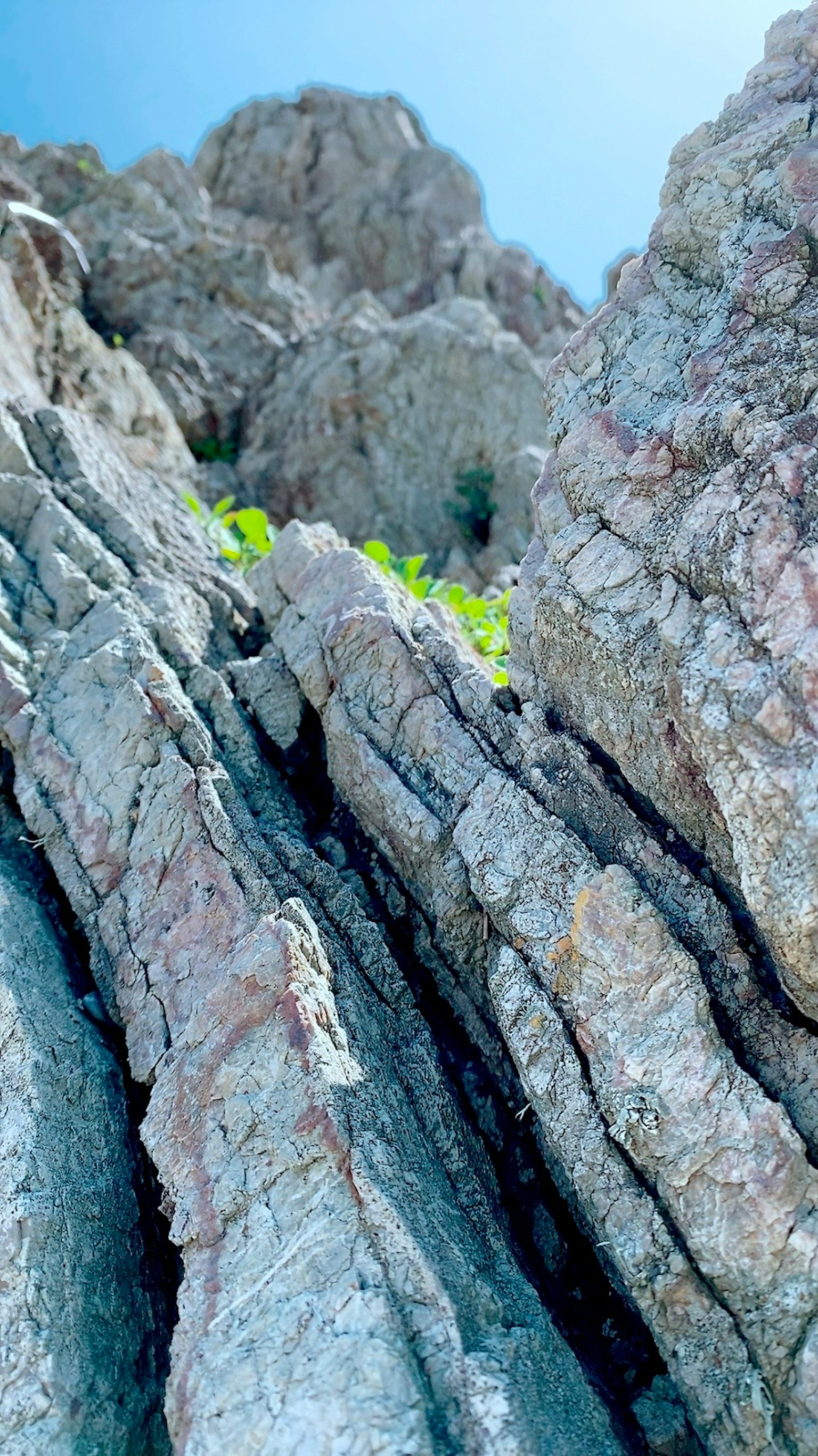 Detailed view of rocky terrain with green plants