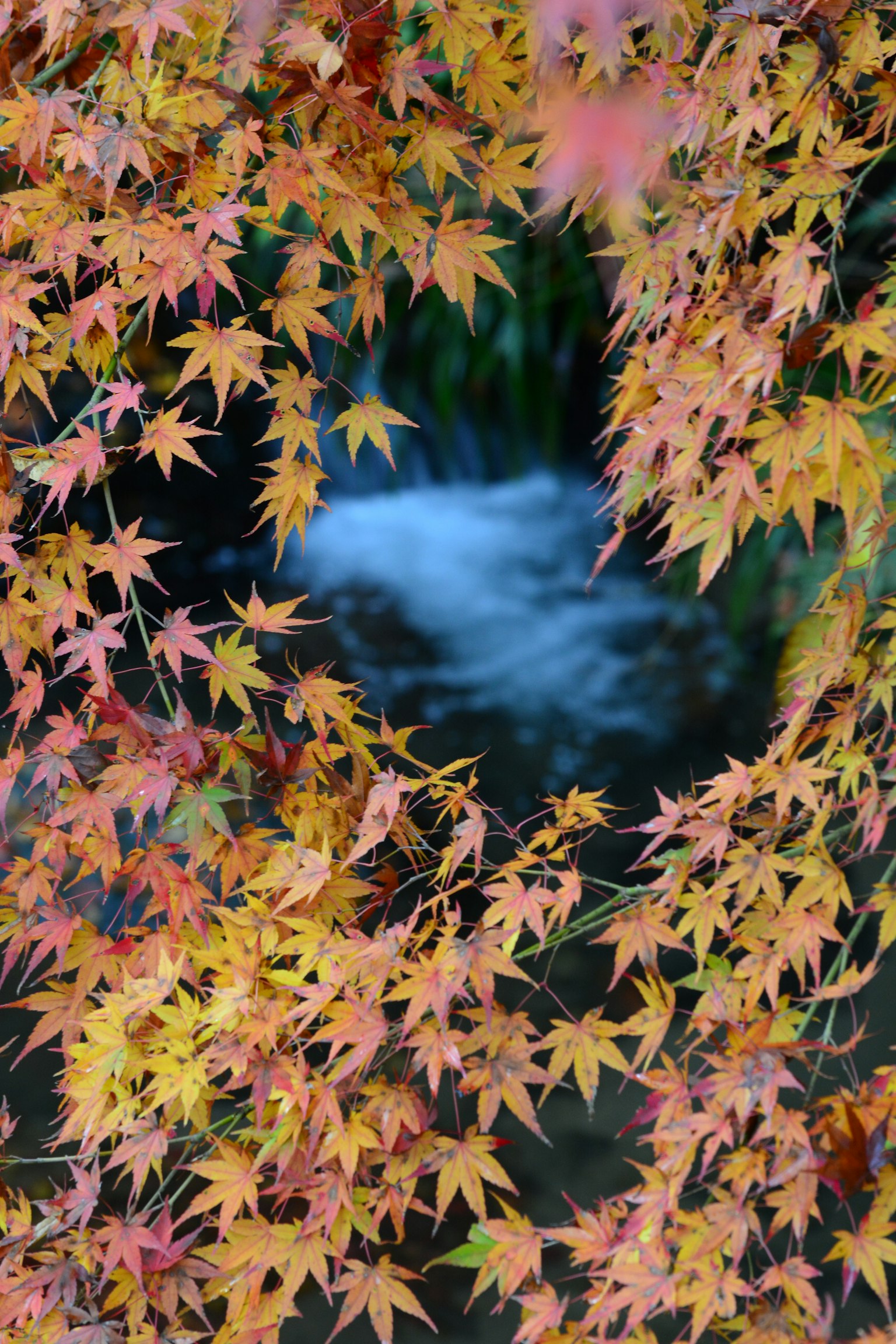 被五顏六色的紅色和黃色楓葉框住的流動水的景象