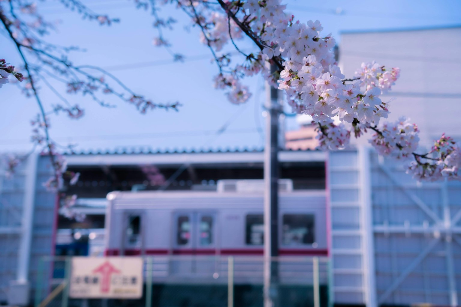 Fiori di ciliegio in primo piano con un edificio sullo sfondo