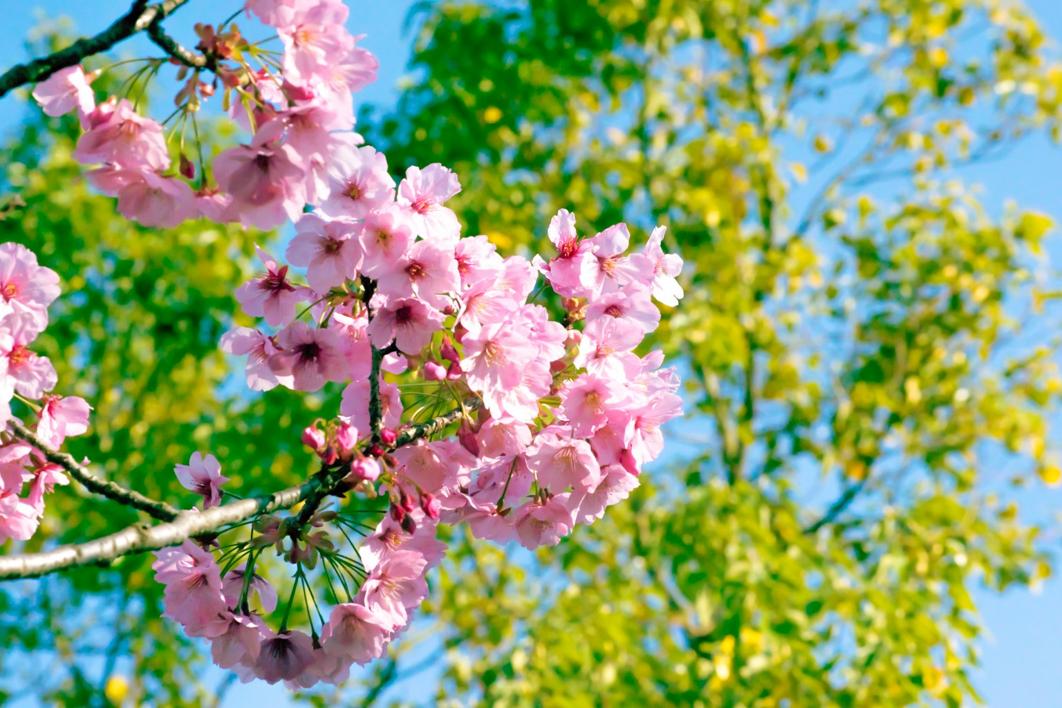 Fleurs de cerisier en fleurs sous un ciel bleu avec des feuilles vertes