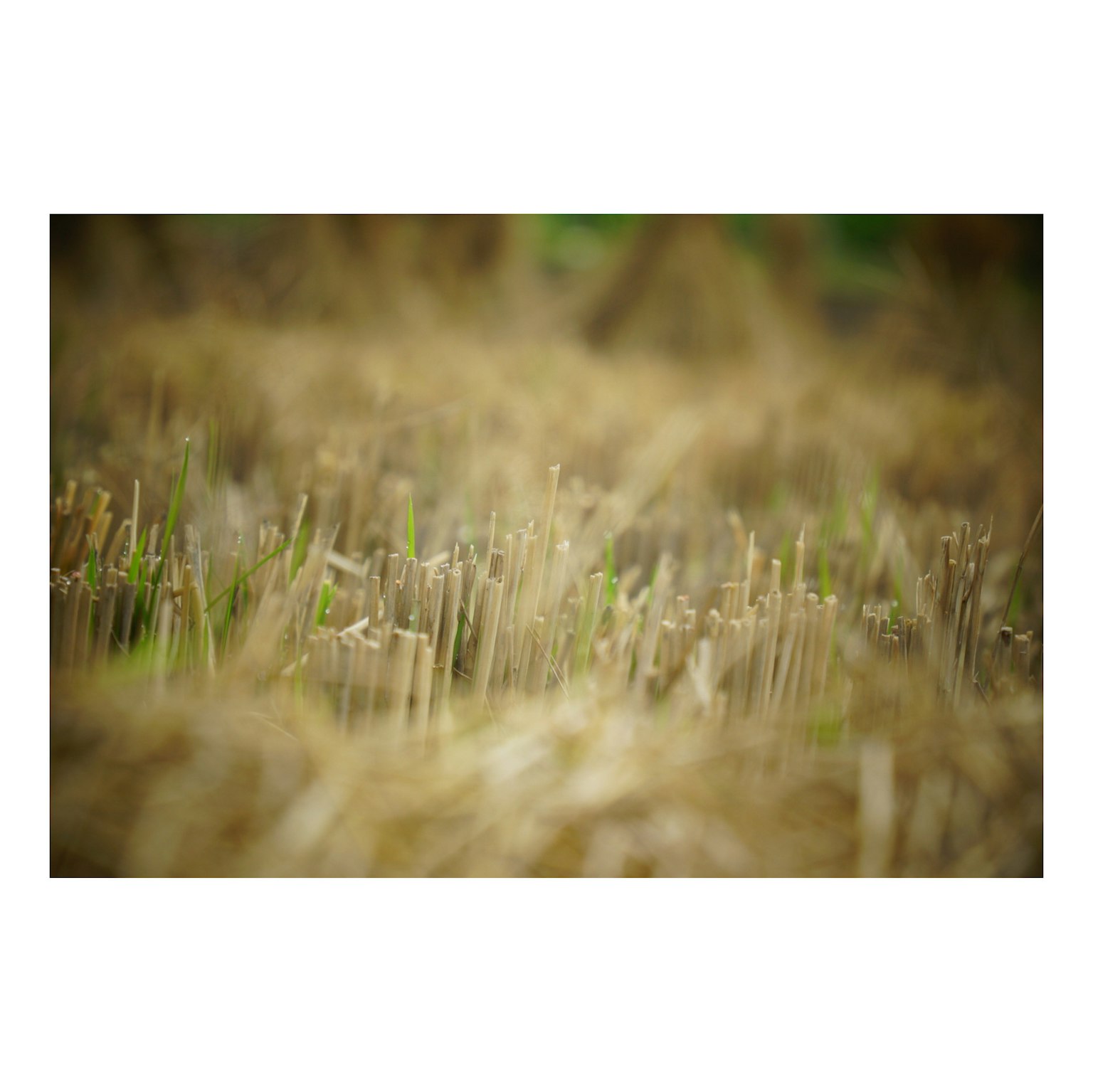 穂が残る麦畑のぼかし写真