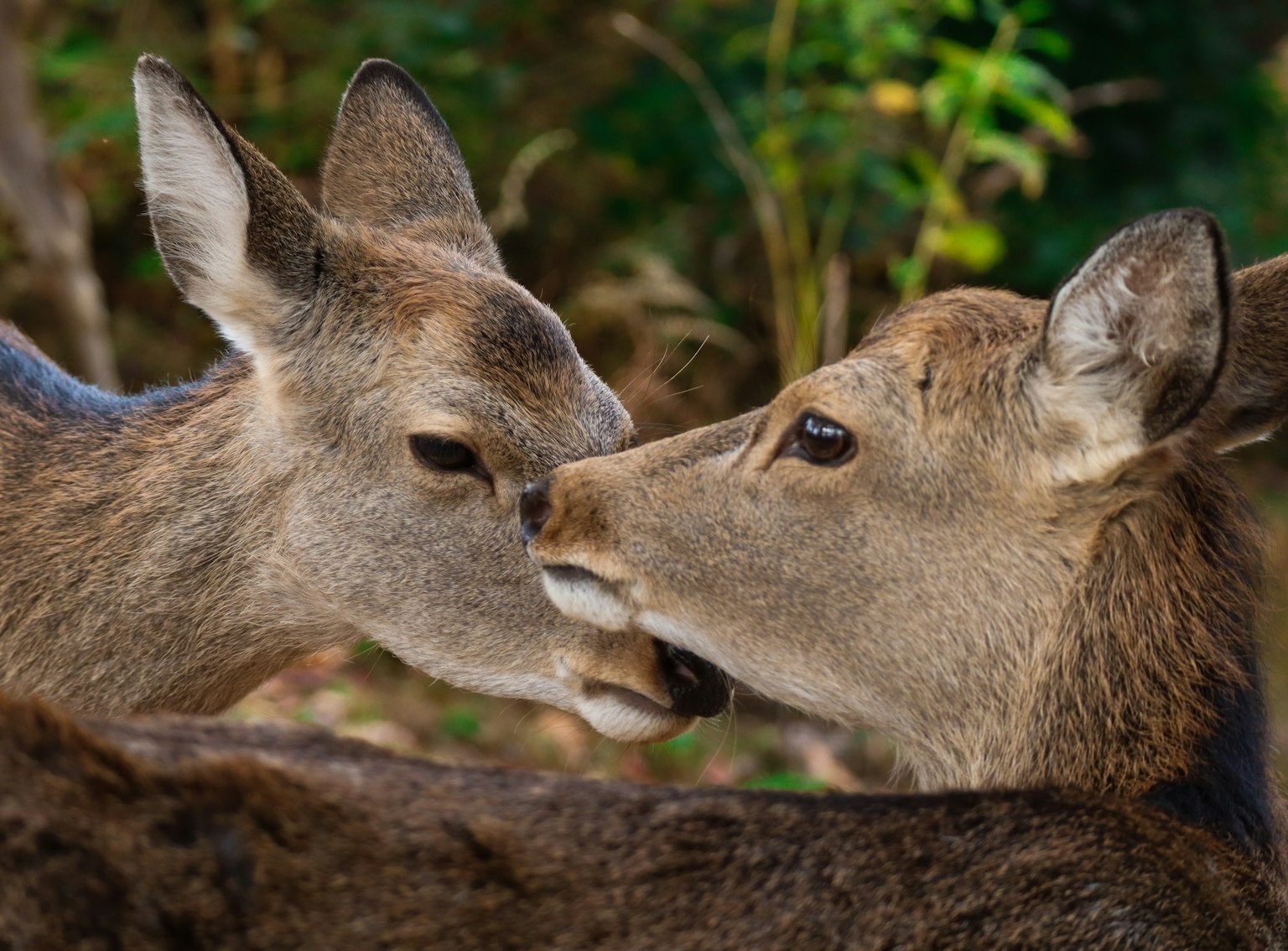 Deux cerfs se frottant le nez dans un cadre naturel serein avec un feuillage vert
