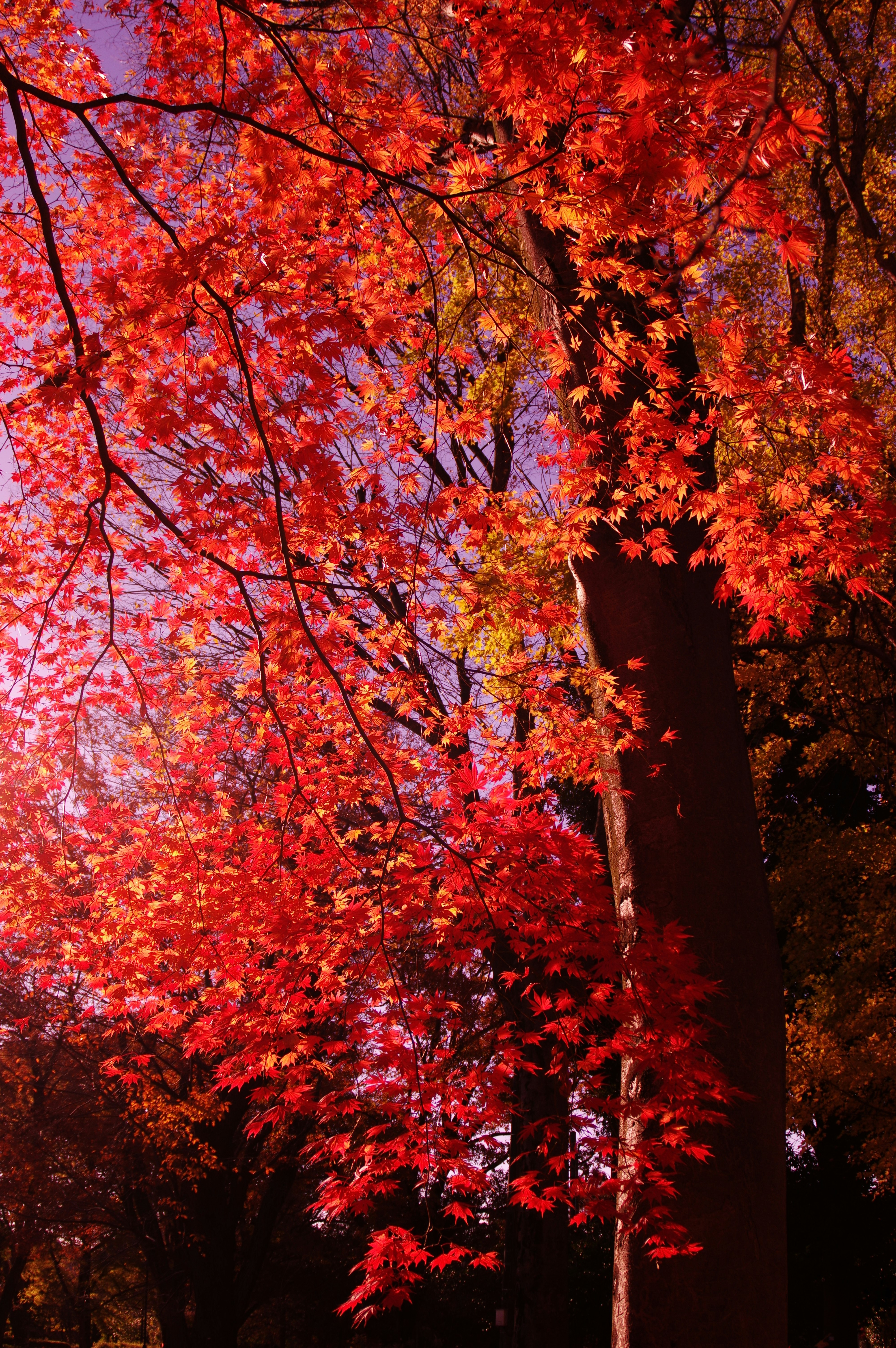 紅葉の木々が彩る秋の並木