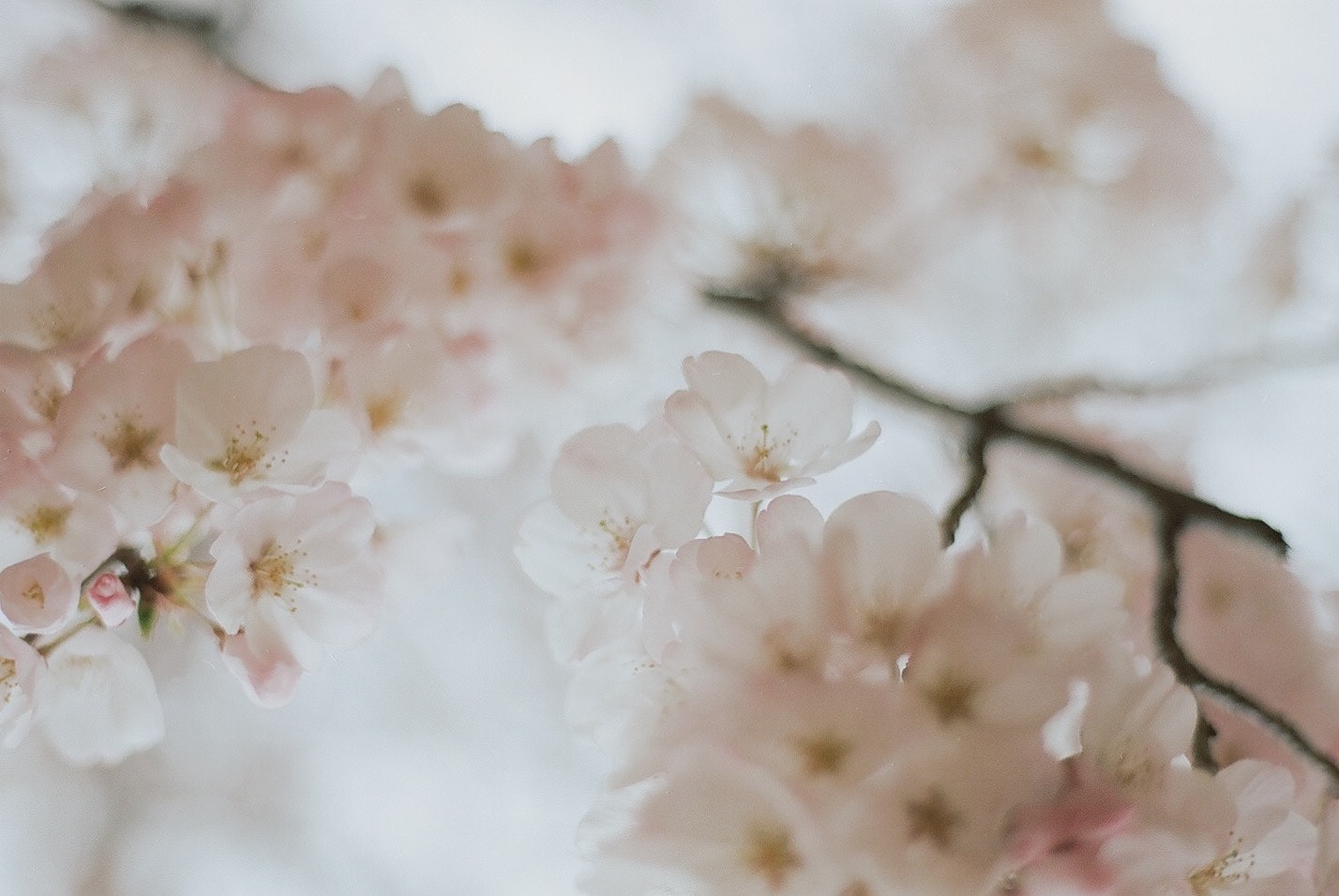 白い花が咲く枝先のやわらかなボケ