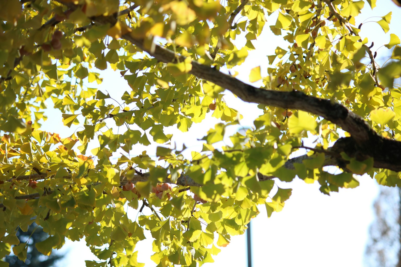 Acercamiento de una rama de árbol con hojas amarillas vibrantes