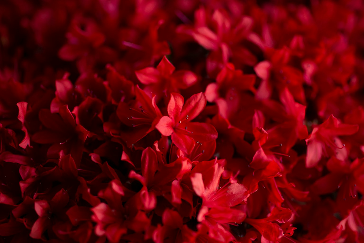 鲜艳红花的特写，花瓣重叠