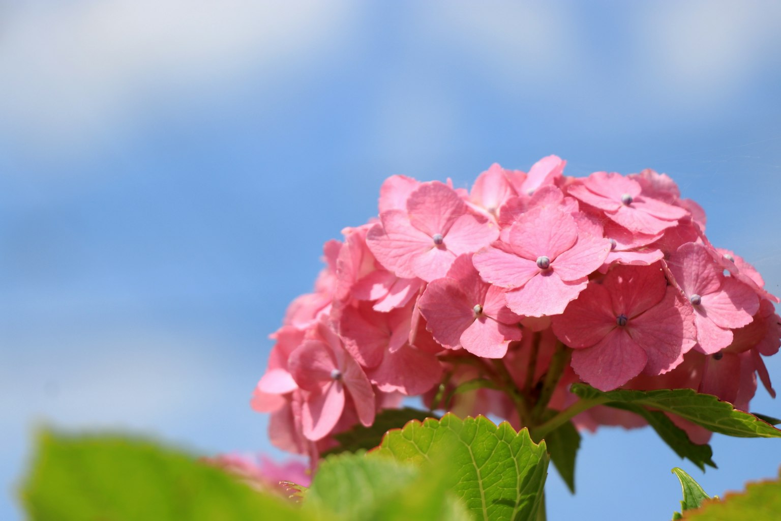 Primo piano di fiori di ortensia rosa contro un cielo azzurro