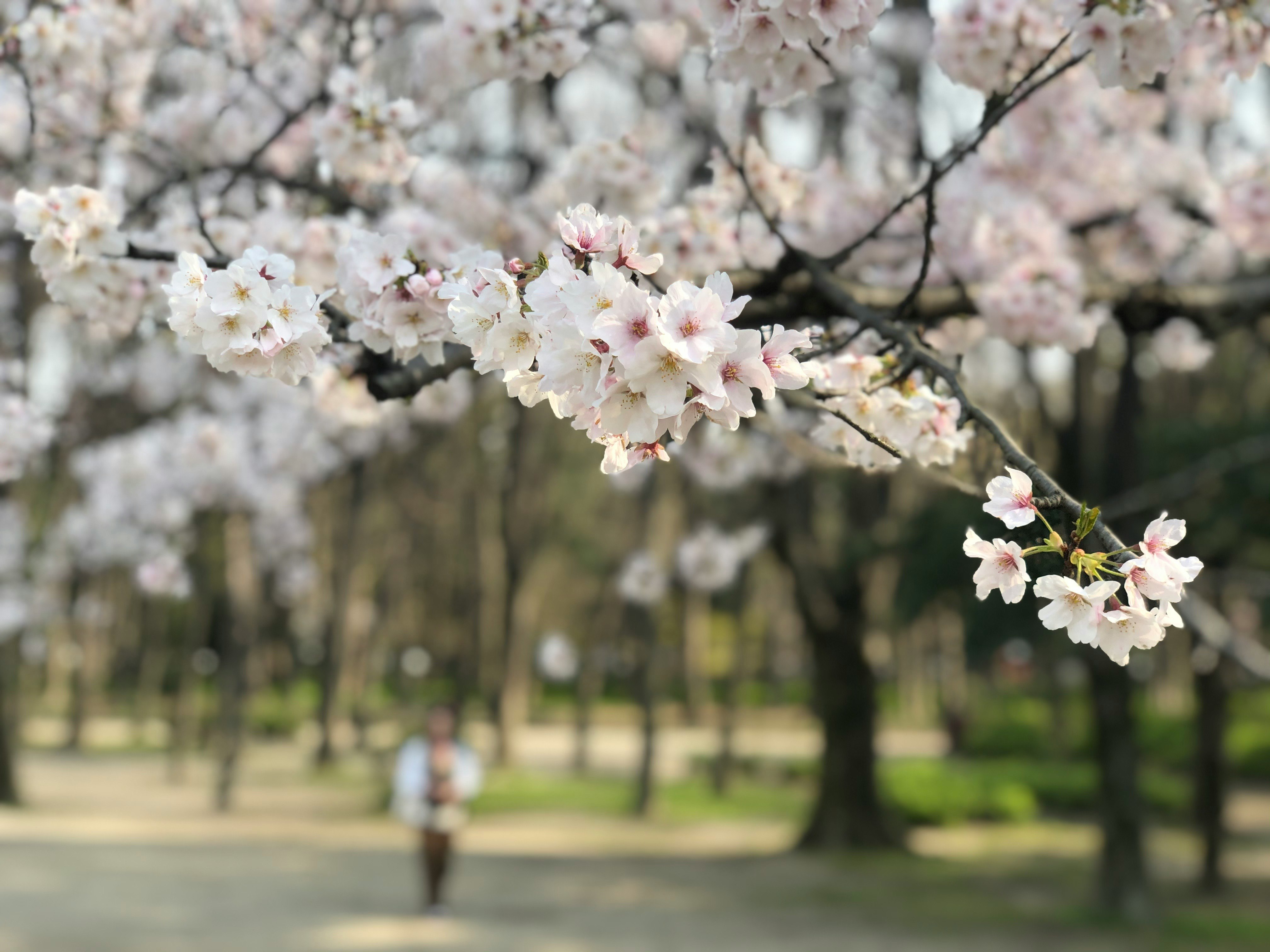 桜の花が咲く並木道