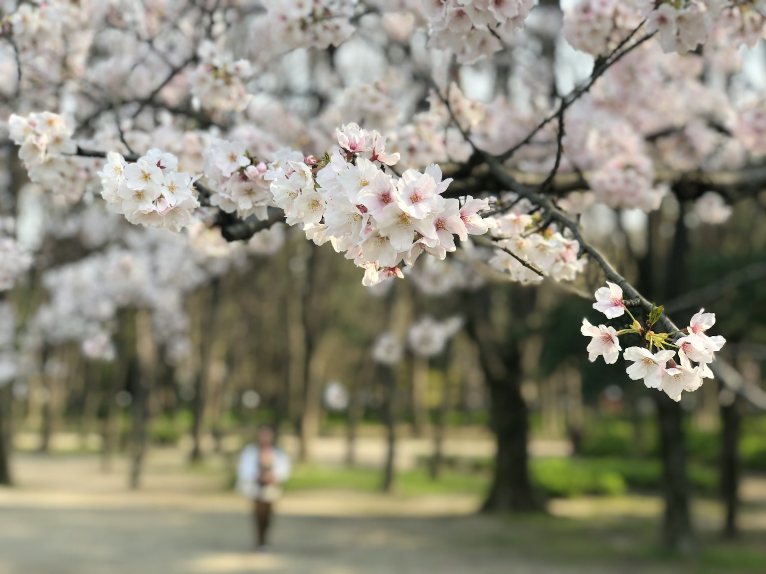 Fiori di ciliegio in un parco con una persona che cammina sullo sfondo