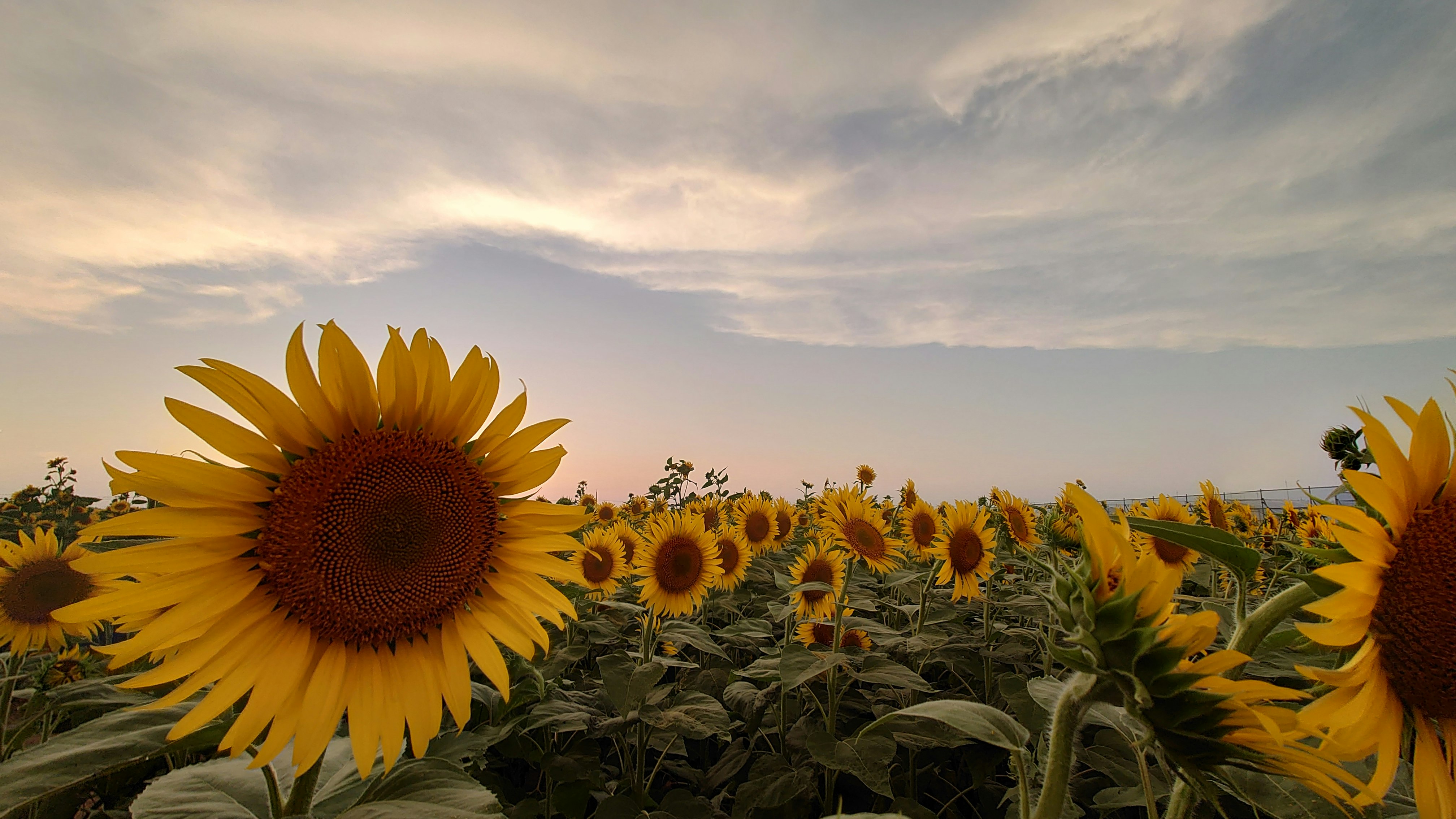 ひまわり畑の夕暮れ空に広がる花々