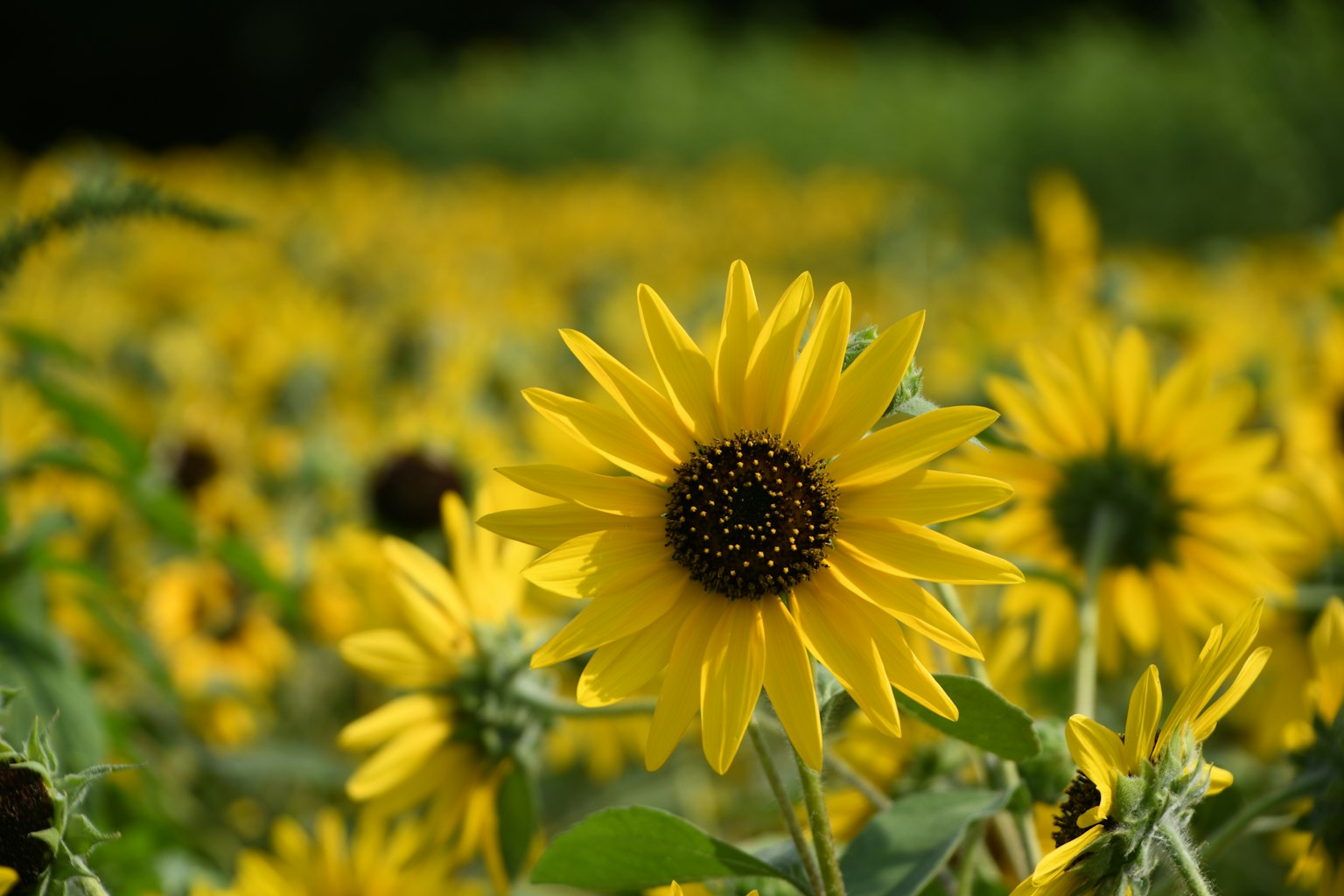 Un vibrante campo de girasoles en flor bajo la luz del sol