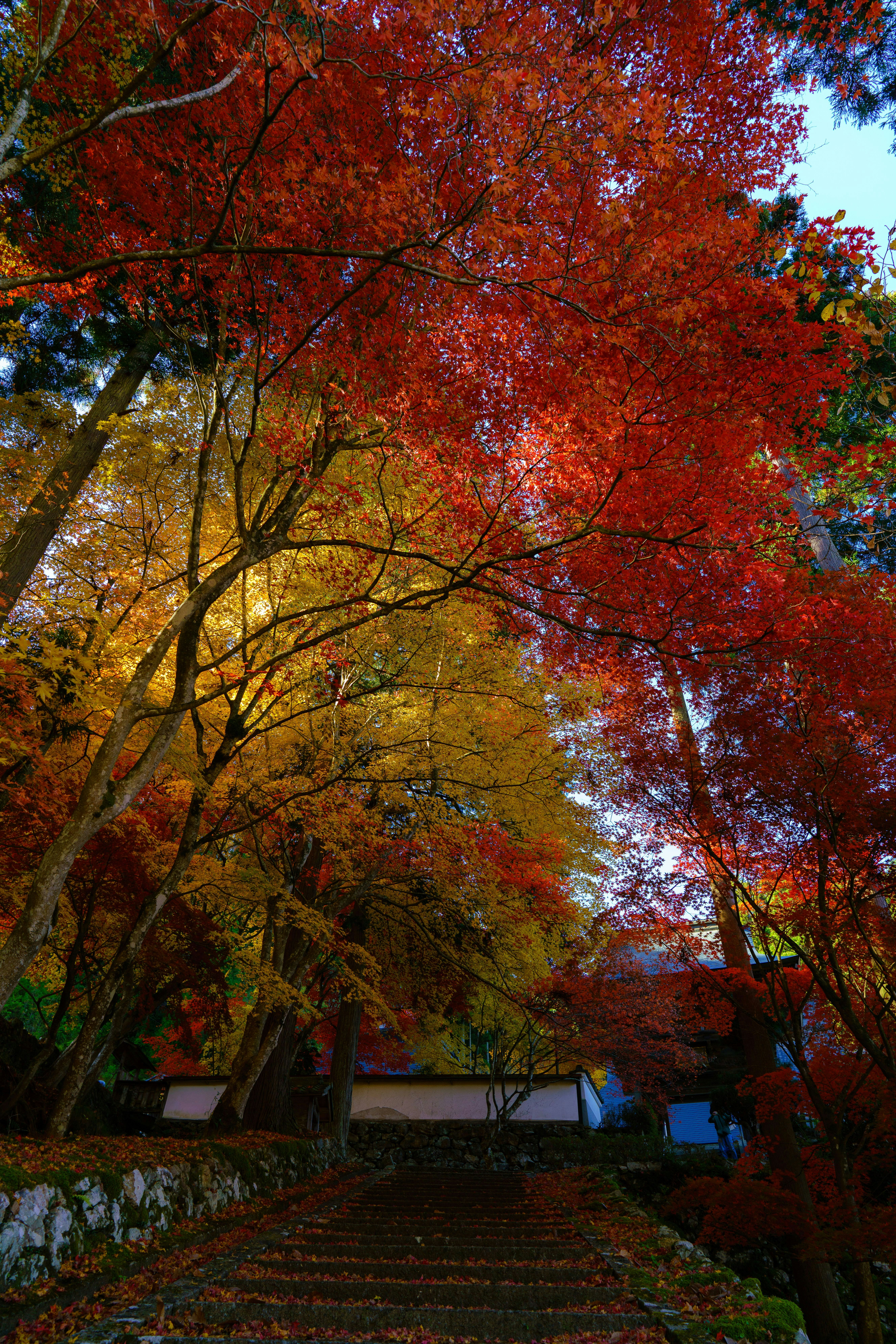 色づく紅葉の並木と階段のある小道