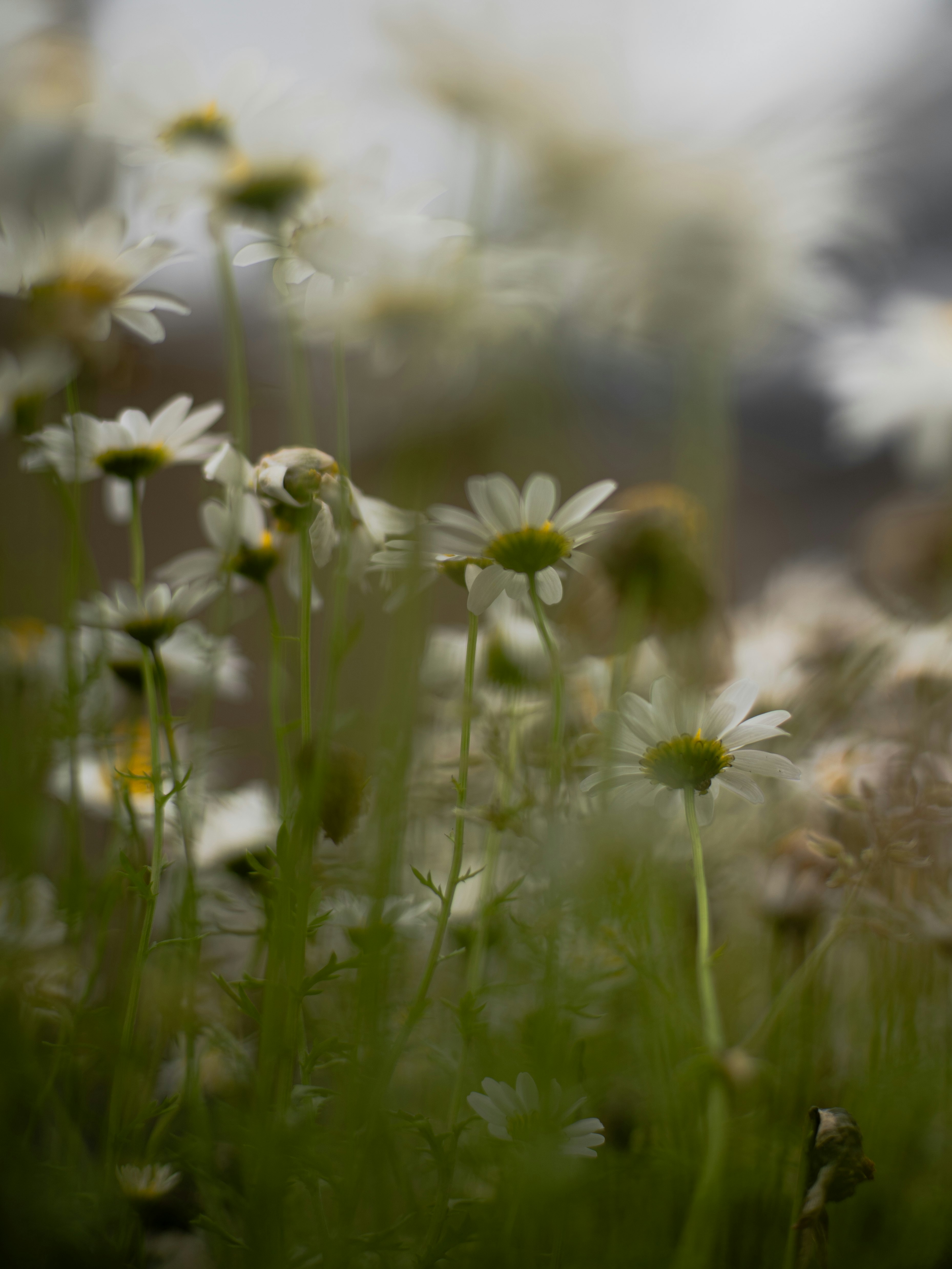 hamparan bunga liar dengan bokeh