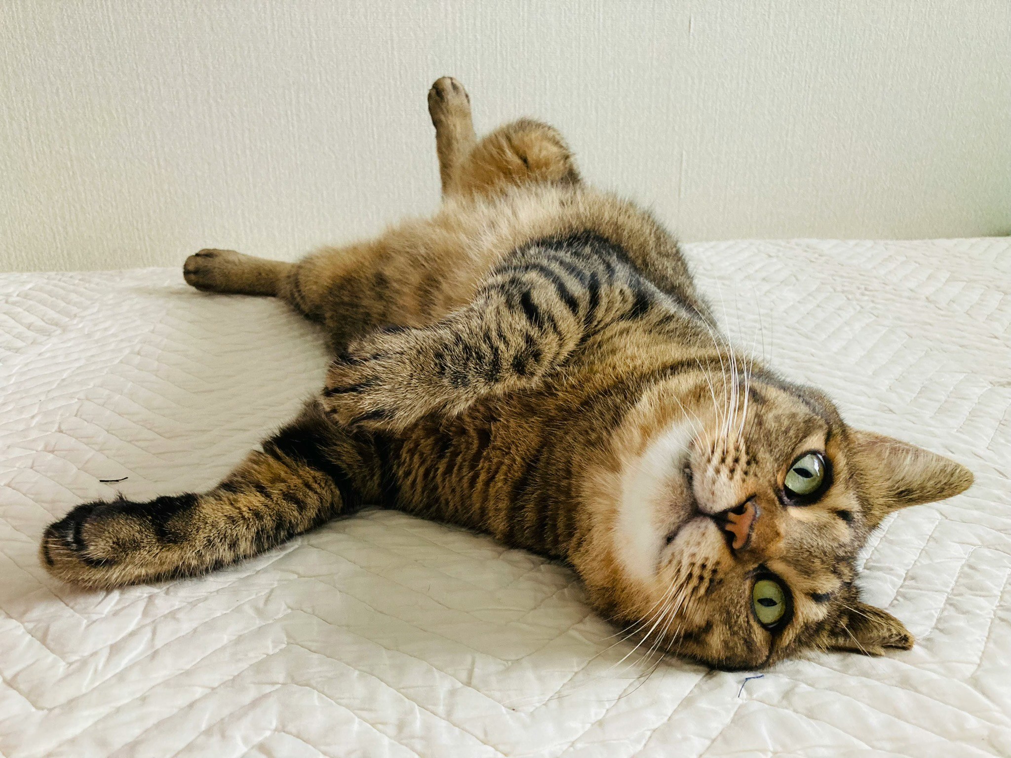 キジトラの猫がベッドの上でのびてくつろぐ姿