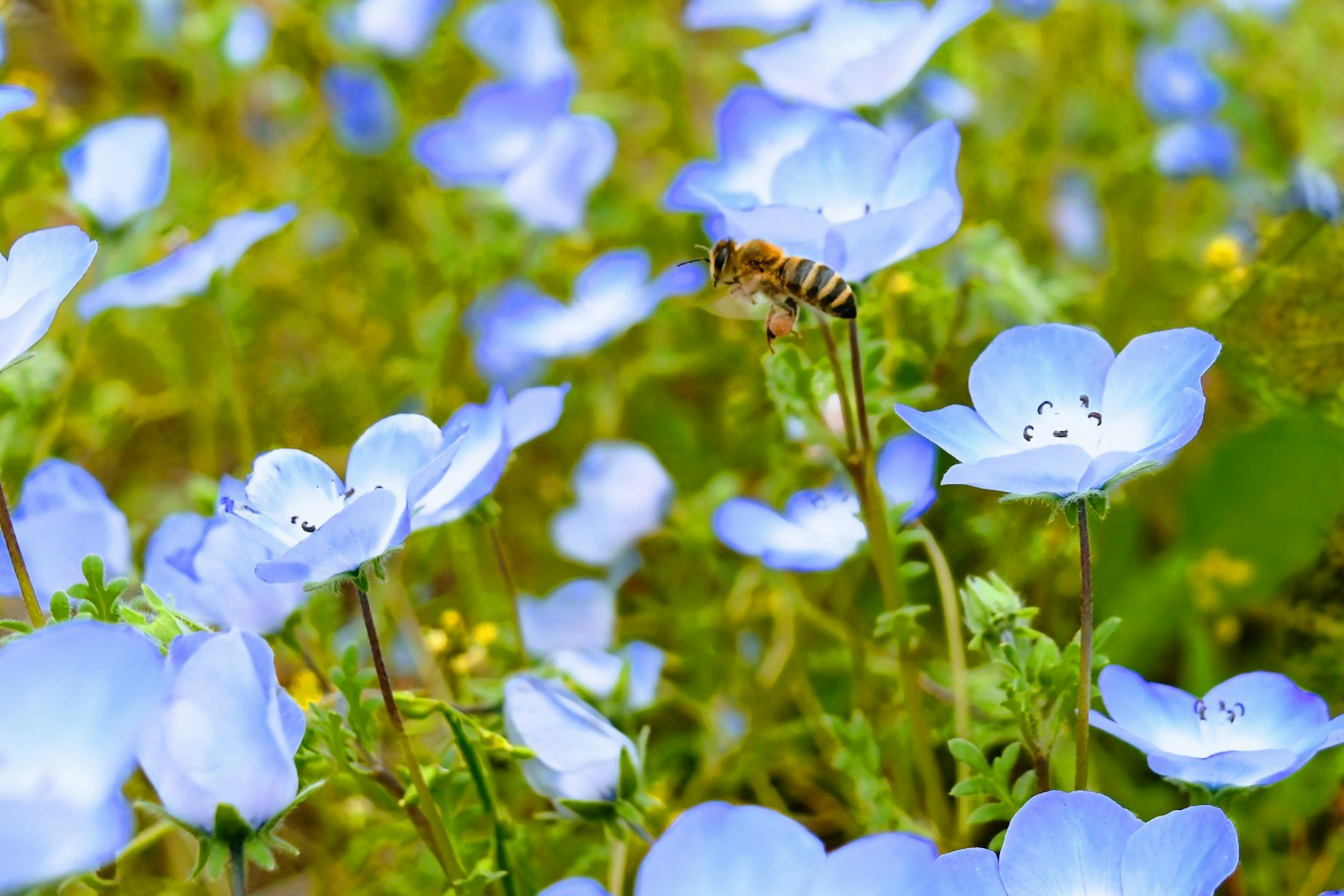 fleurs de nemophila bleues avec une abeille en vol