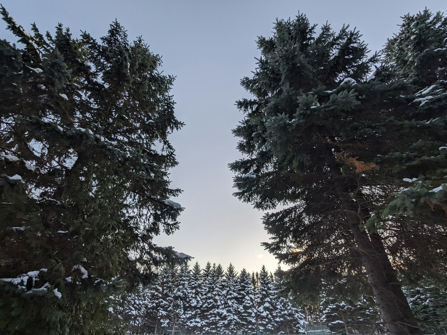 Alberi coperti di neve in un paesaggio invernale sereno