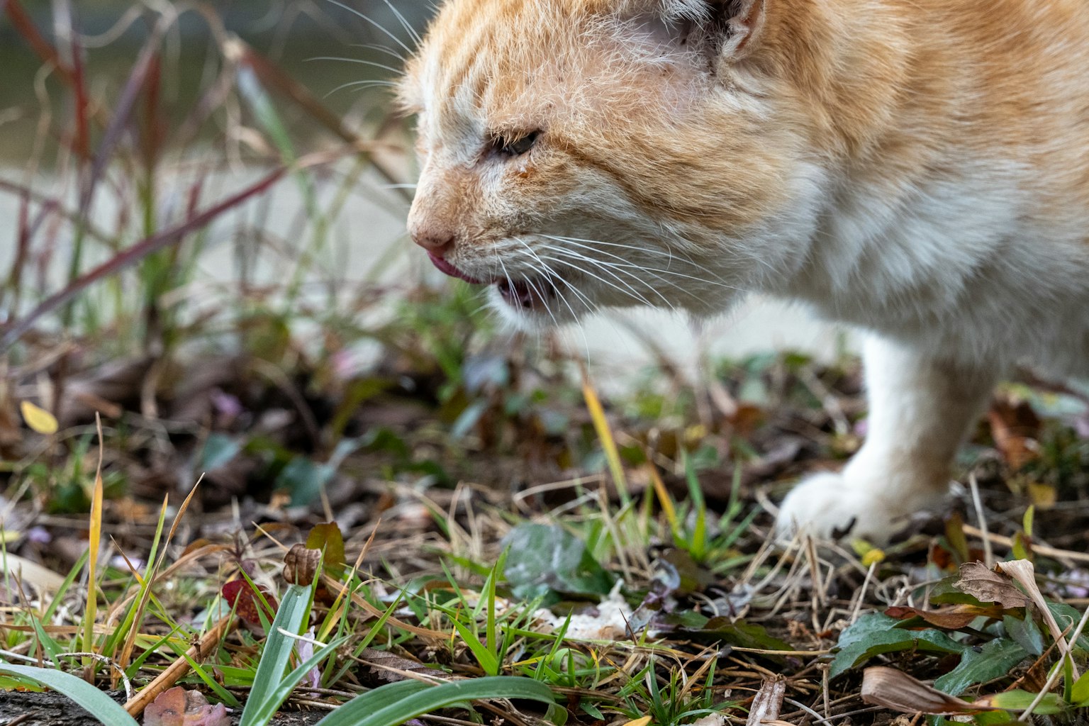 Un gato naranja y blanco caminando entre hierba y hojas