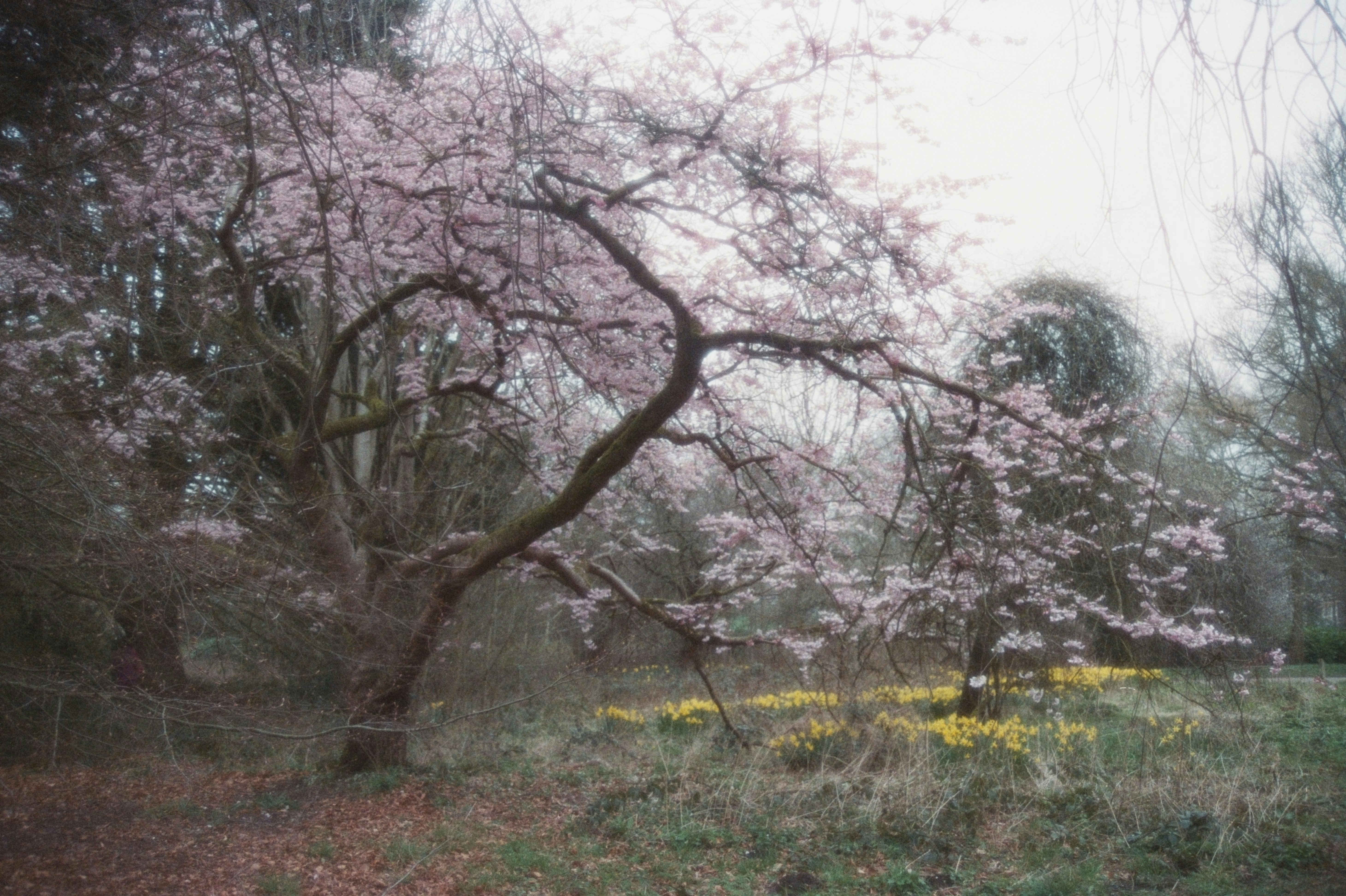 イギリスの桜の木々と花の並ぶ小道