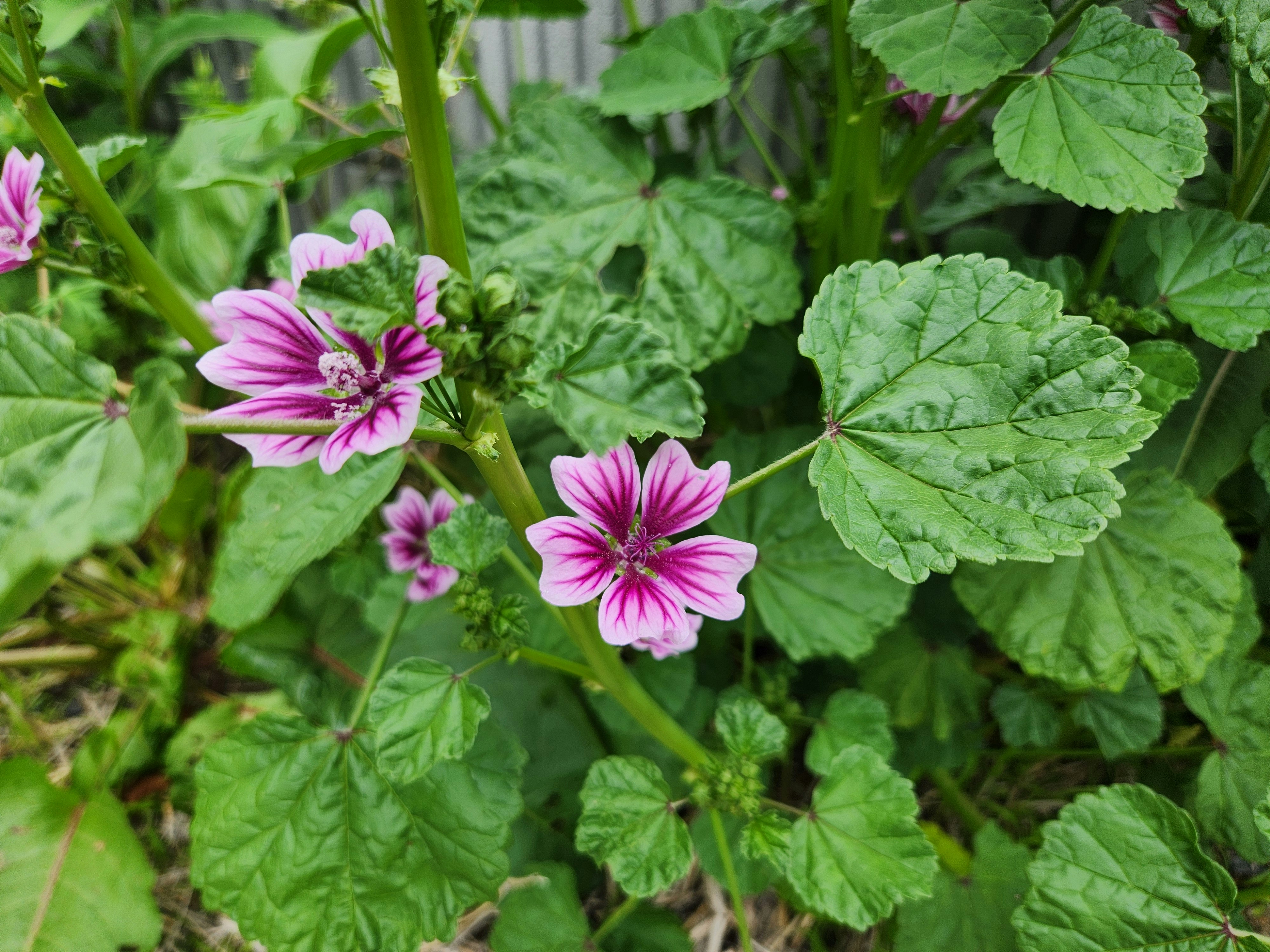 庭先のゼニアオイの花と葉のクローズアップ