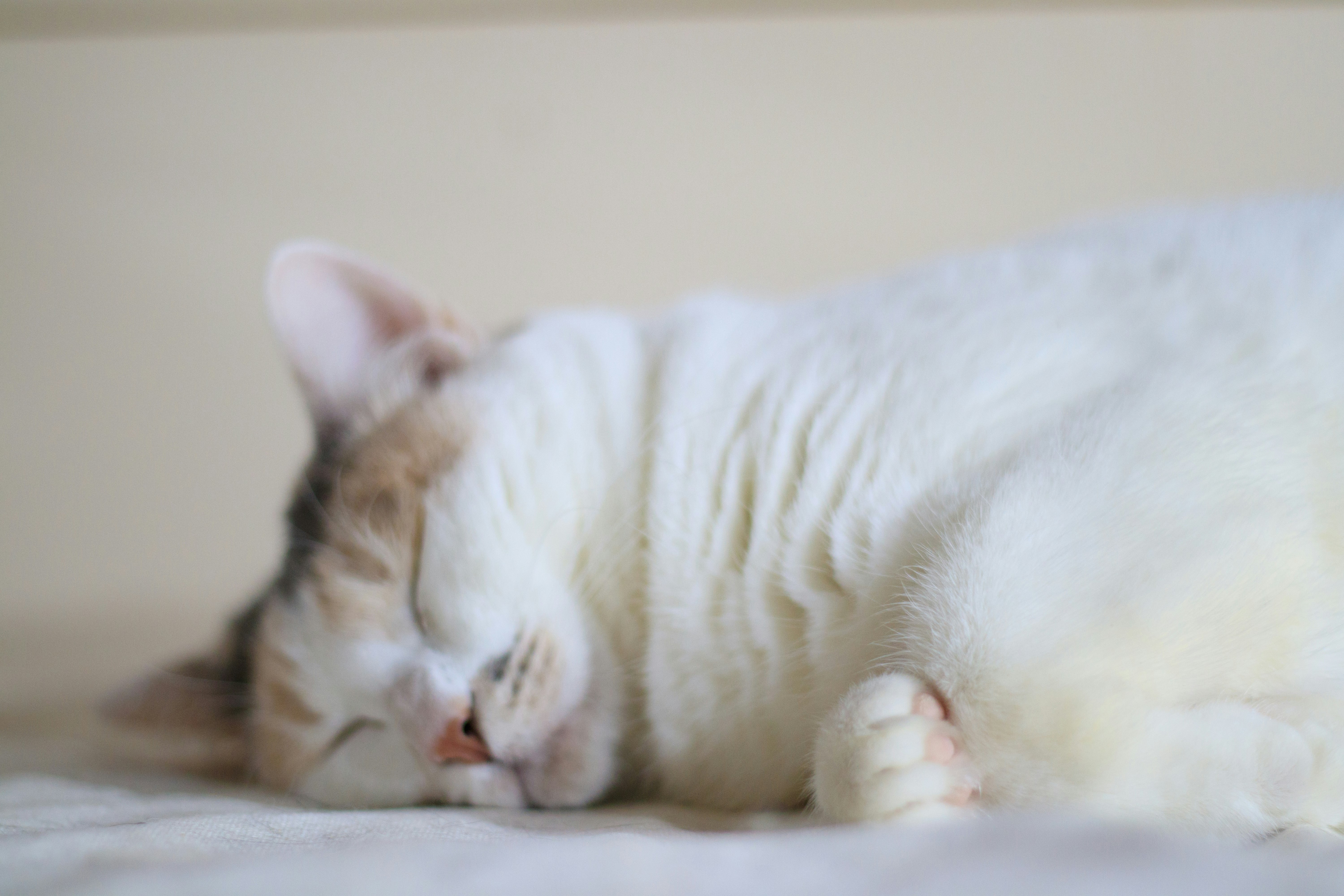 편안한 자세로 자고 있는 흰 고양이