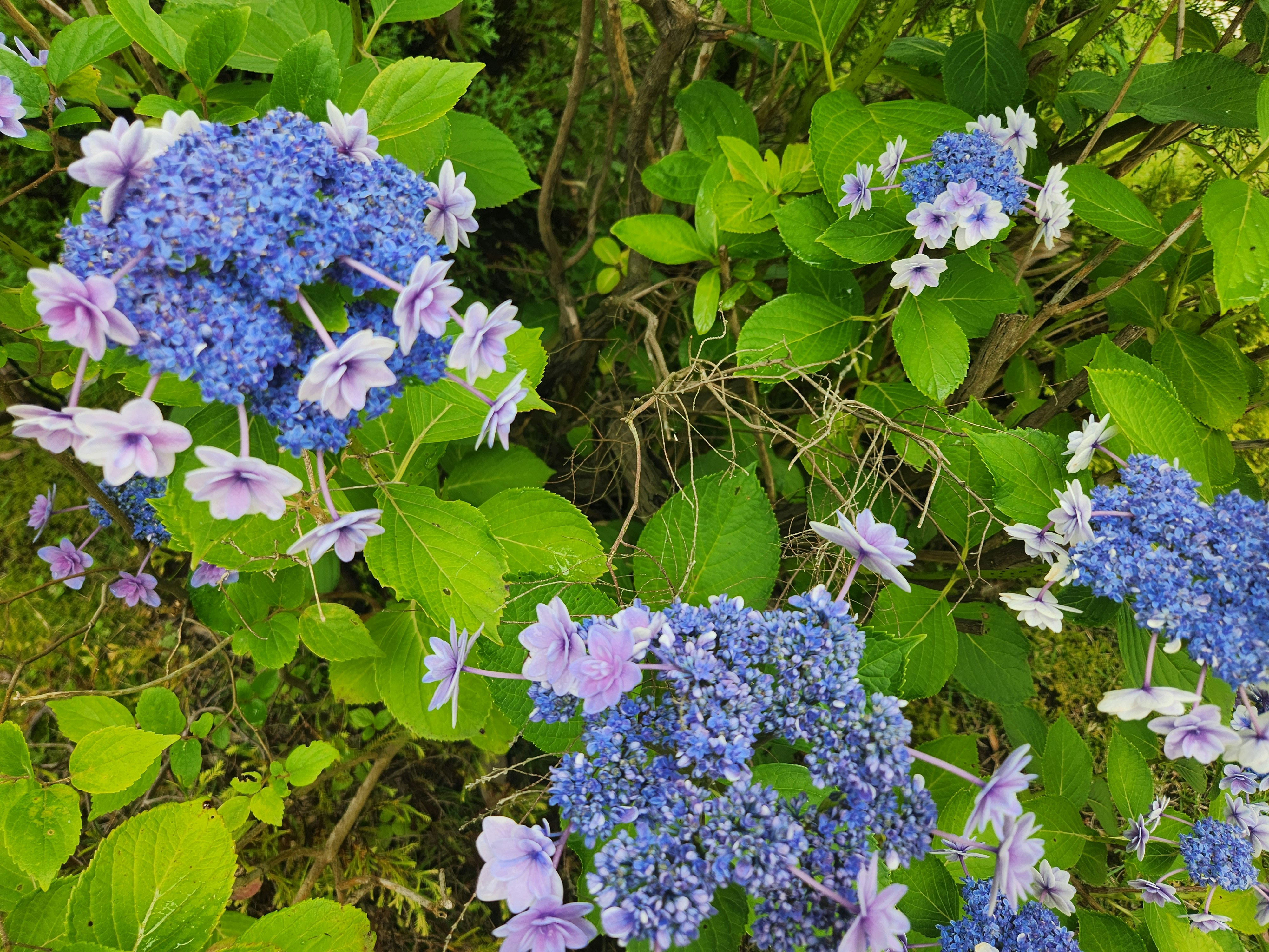 紫陽花（アジサイ）の花と青い花房の群生