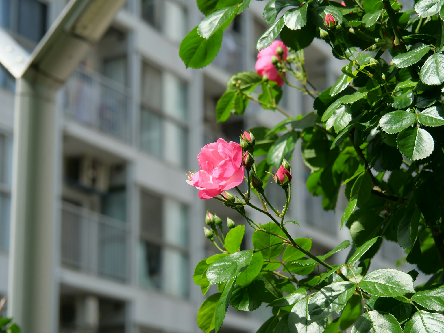 Pink rose blooming against a residential building backdrop