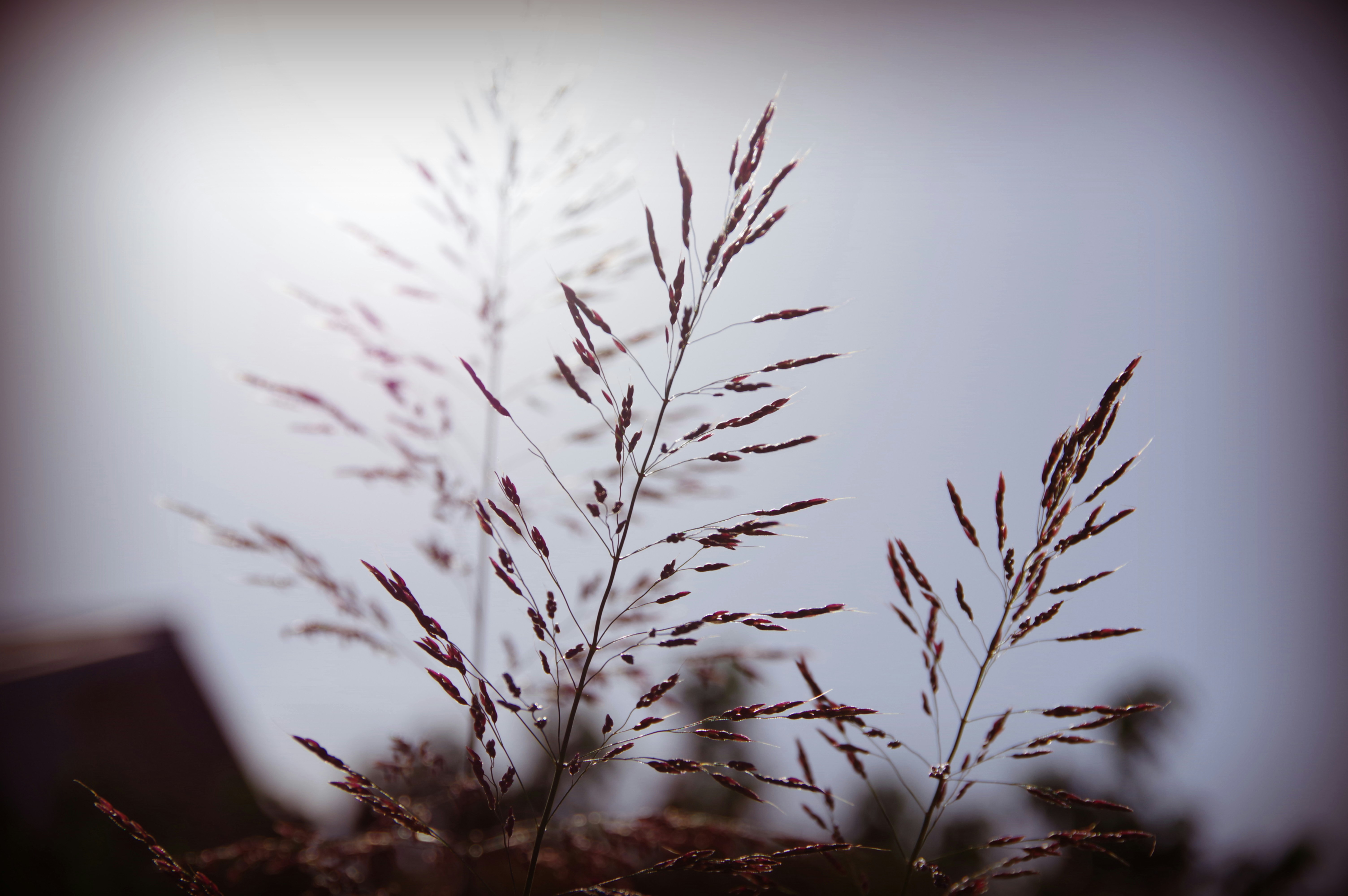 霧のような背景に浮かぶ穂のある植物の枝先