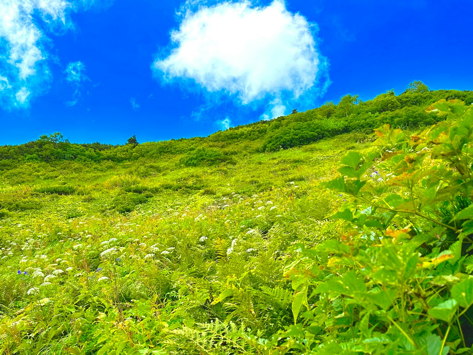 生机勃勃的绿色山坡在明亮的蓝天和蓬松的白云下