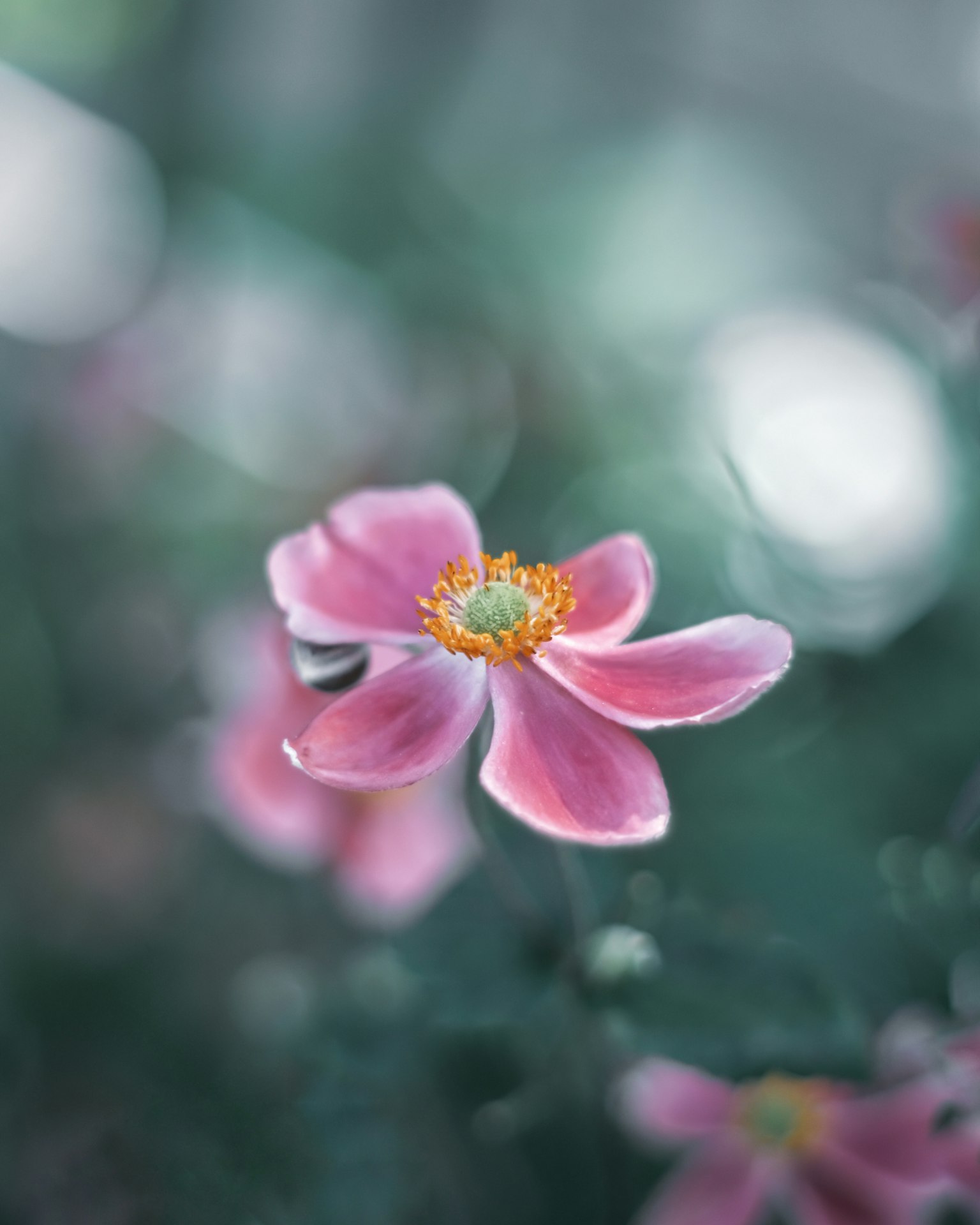 Eine zarte rosa Blume in der Mitte mit einem sanften grünen Hintergrund