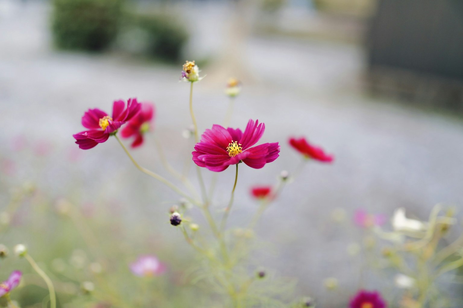 Ein lebendiges Bild von roten Blumen, die in einem Garten blühen