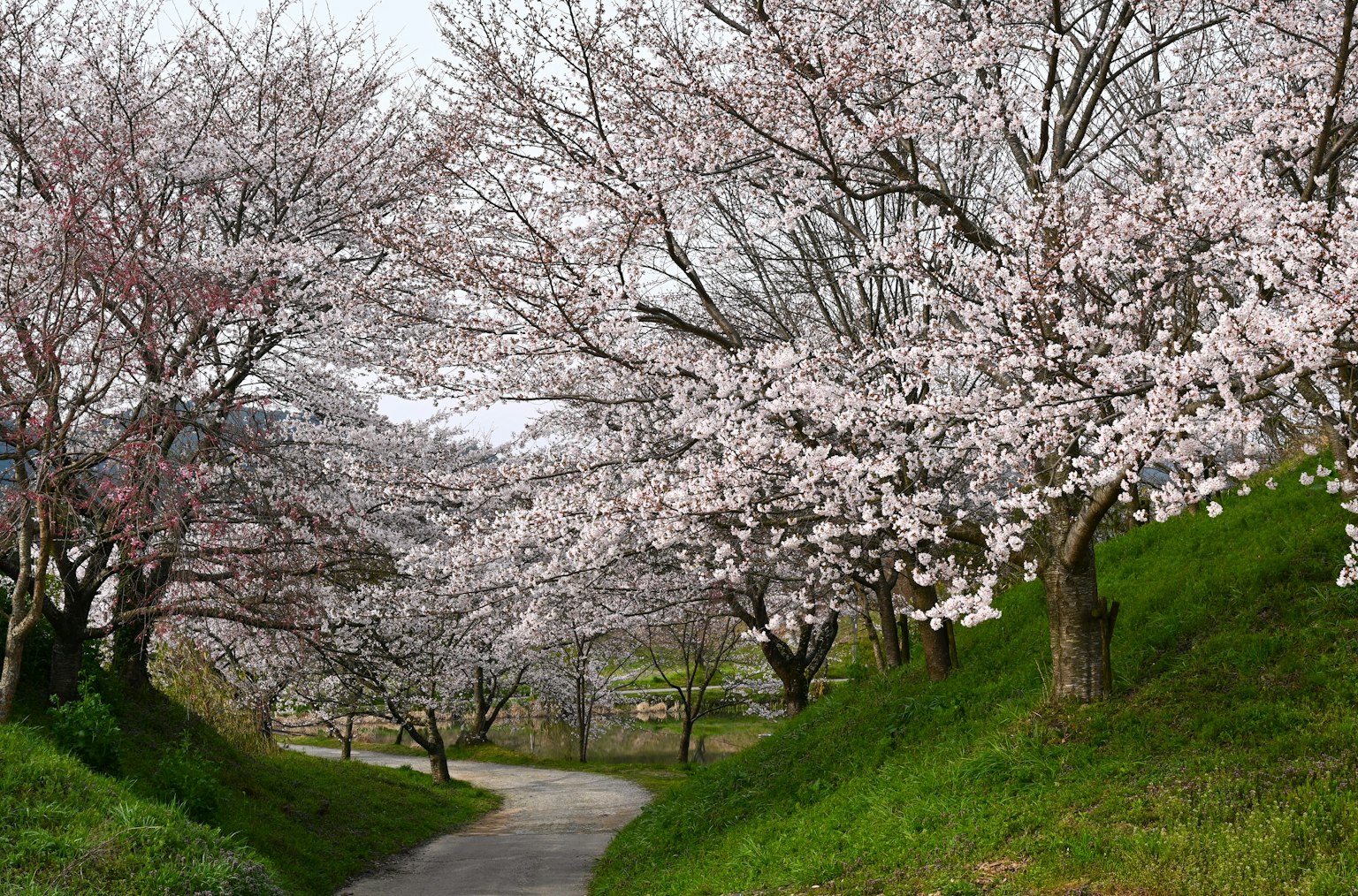 เส้นทางที่สวยงามเรียงรายไปด้วยต้นซากุระ