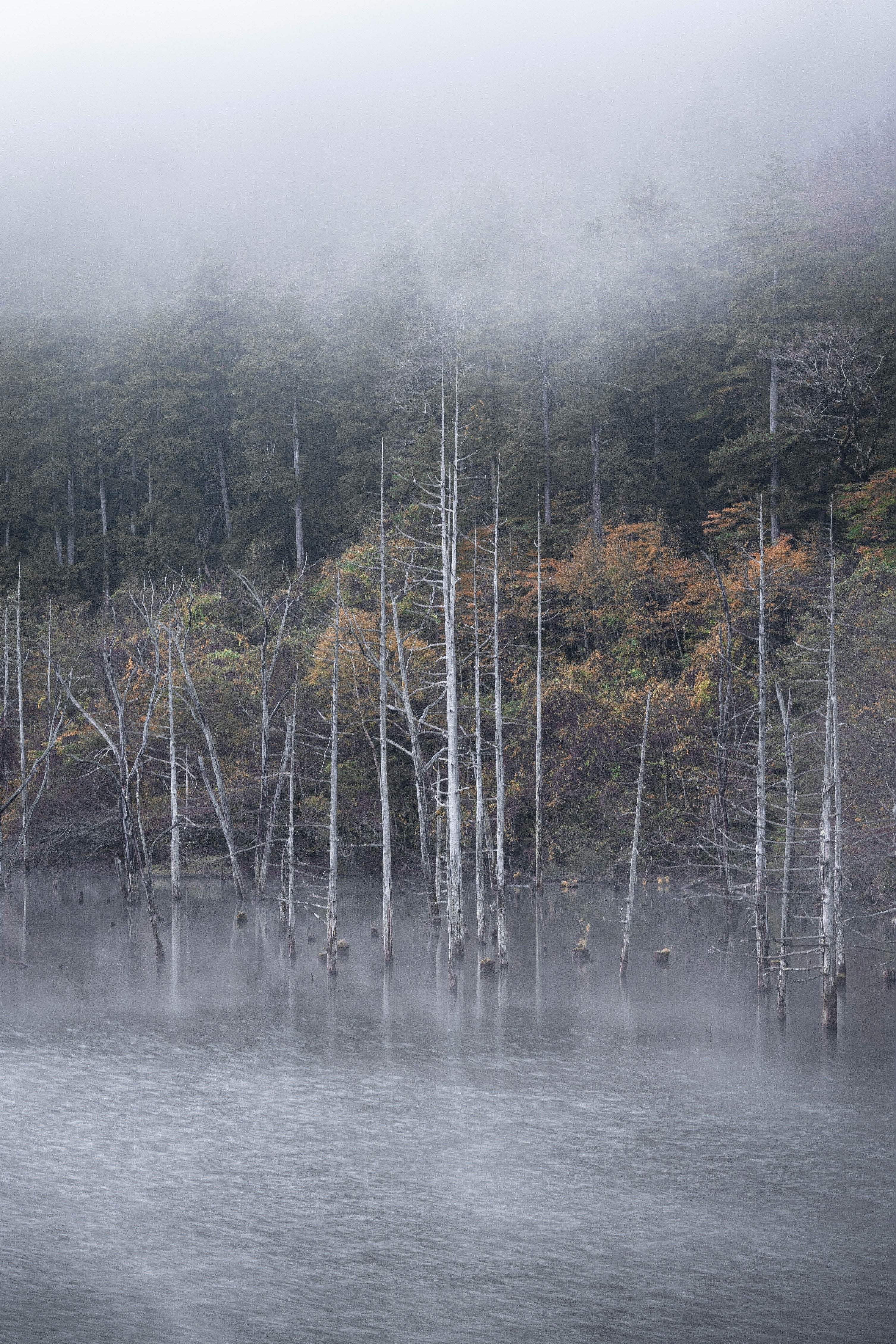 Verschwommener Sumpf mit im Nebel stehenden Bäumen