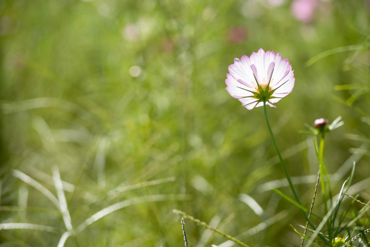 Eine zarte rosa Blume hebt sich in einer üppigen grünen Wiese ab