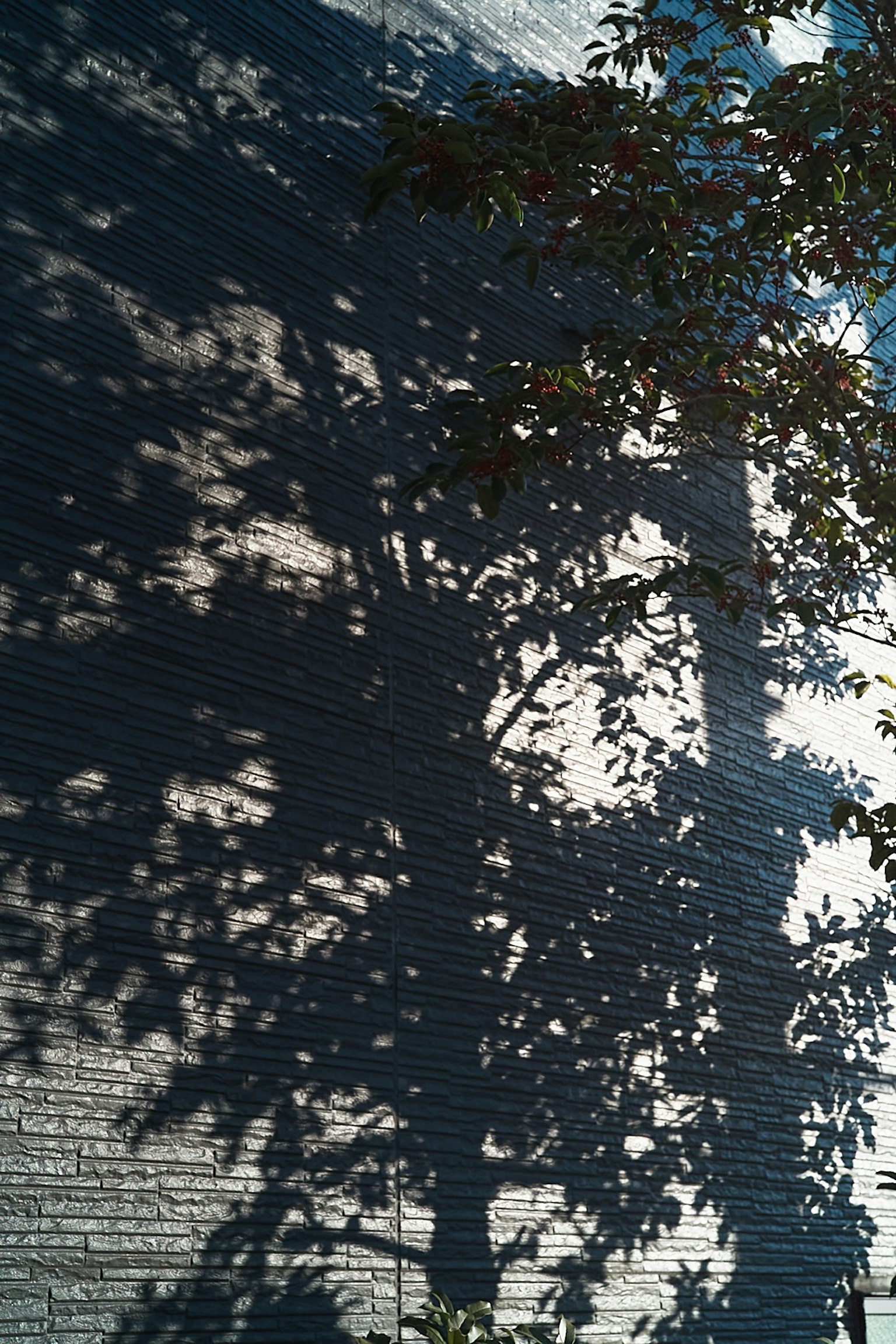 Bella ombra di albero proiettata su un muro