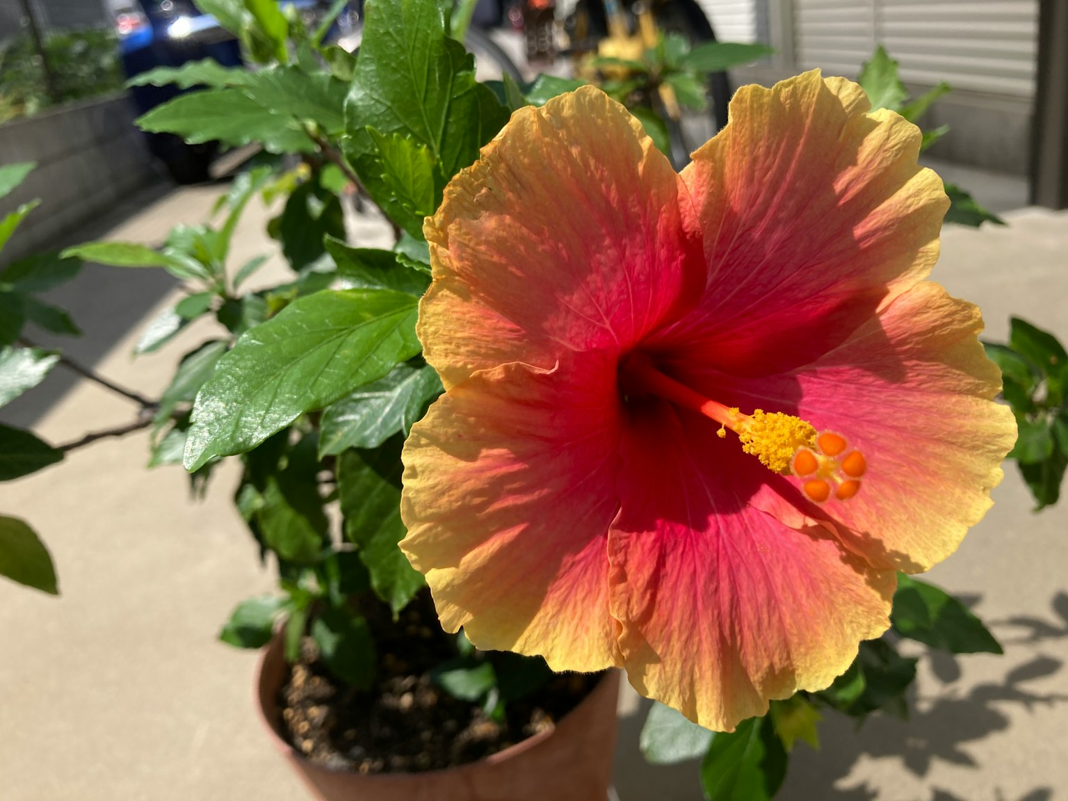 Flor de hibisco rojo y naranja vibrante en floración