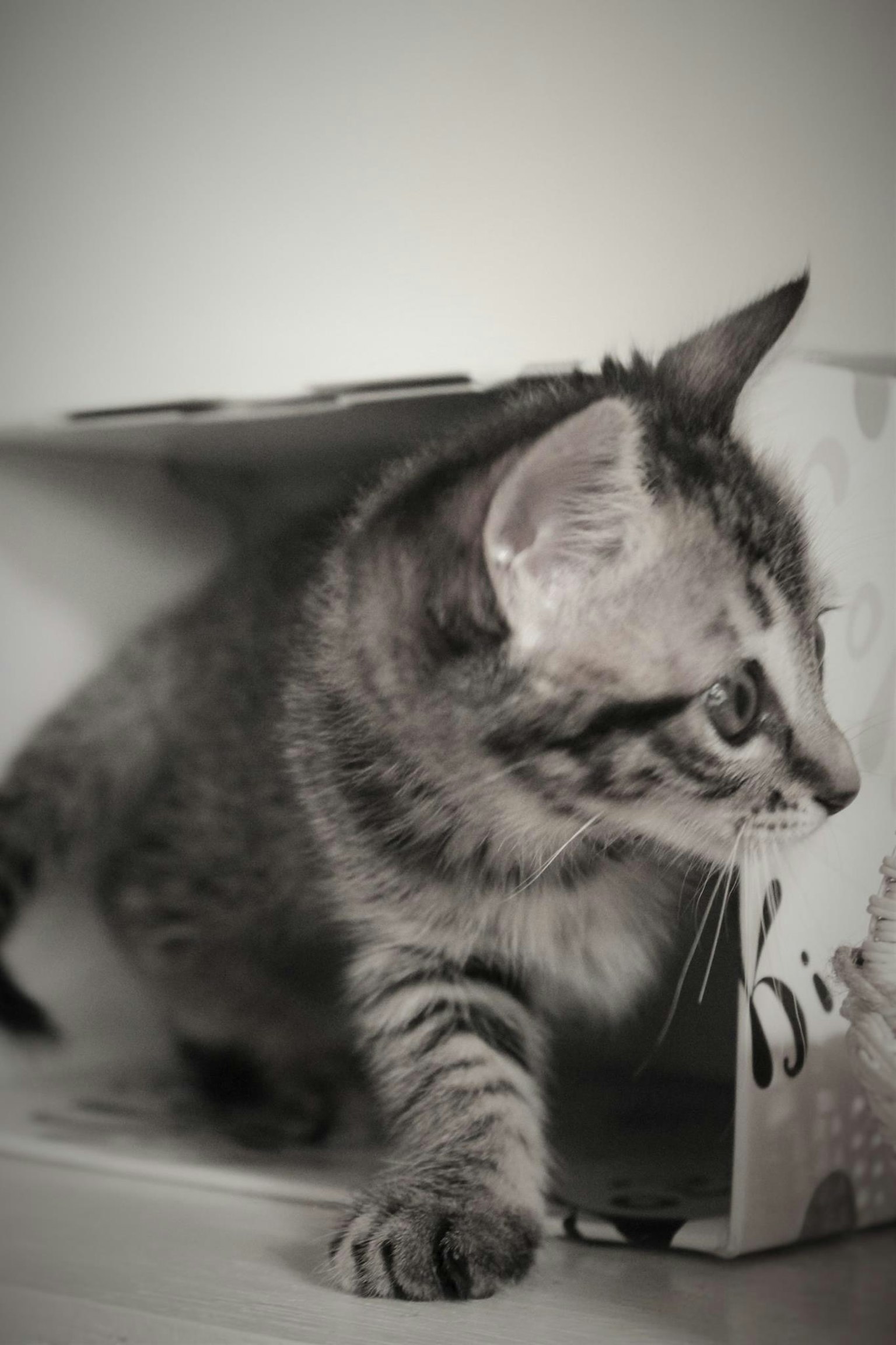 Close-up anak kucing keluar dari kotak