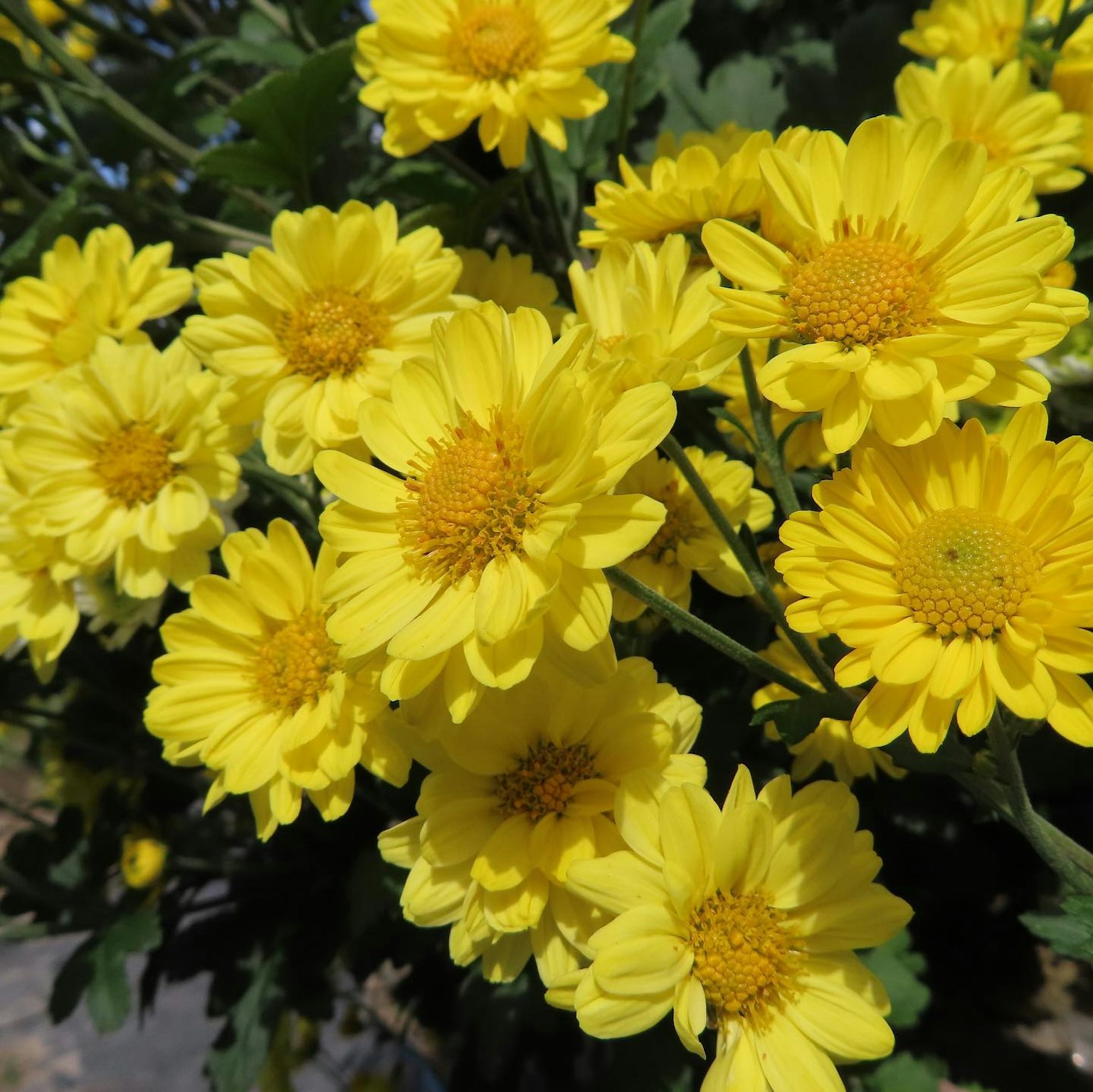 Crisantemos amarillos vibrantes en plena floración