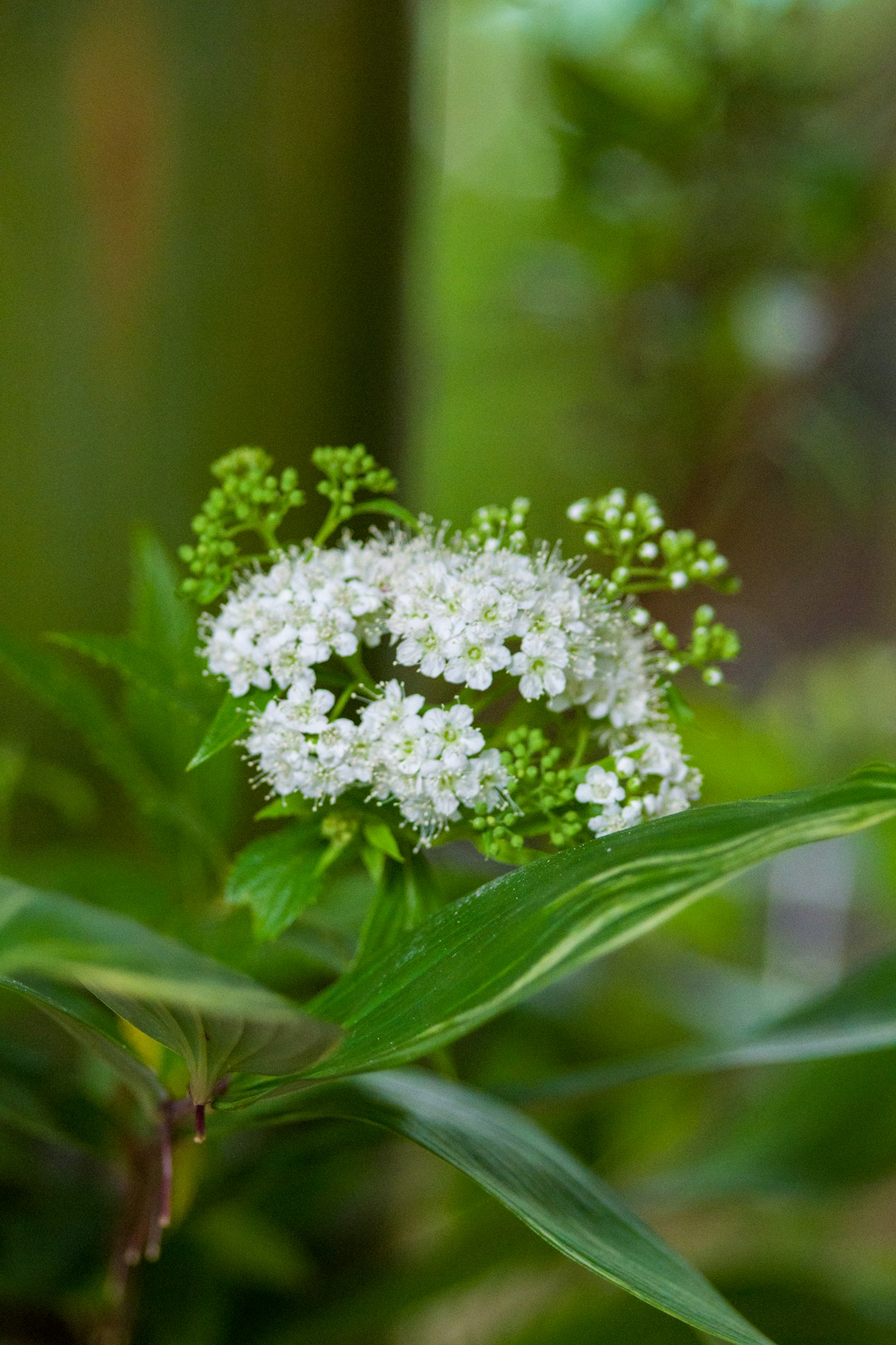 Racimo de flores blancas rodeadas de hojas verdes en un entorno natural