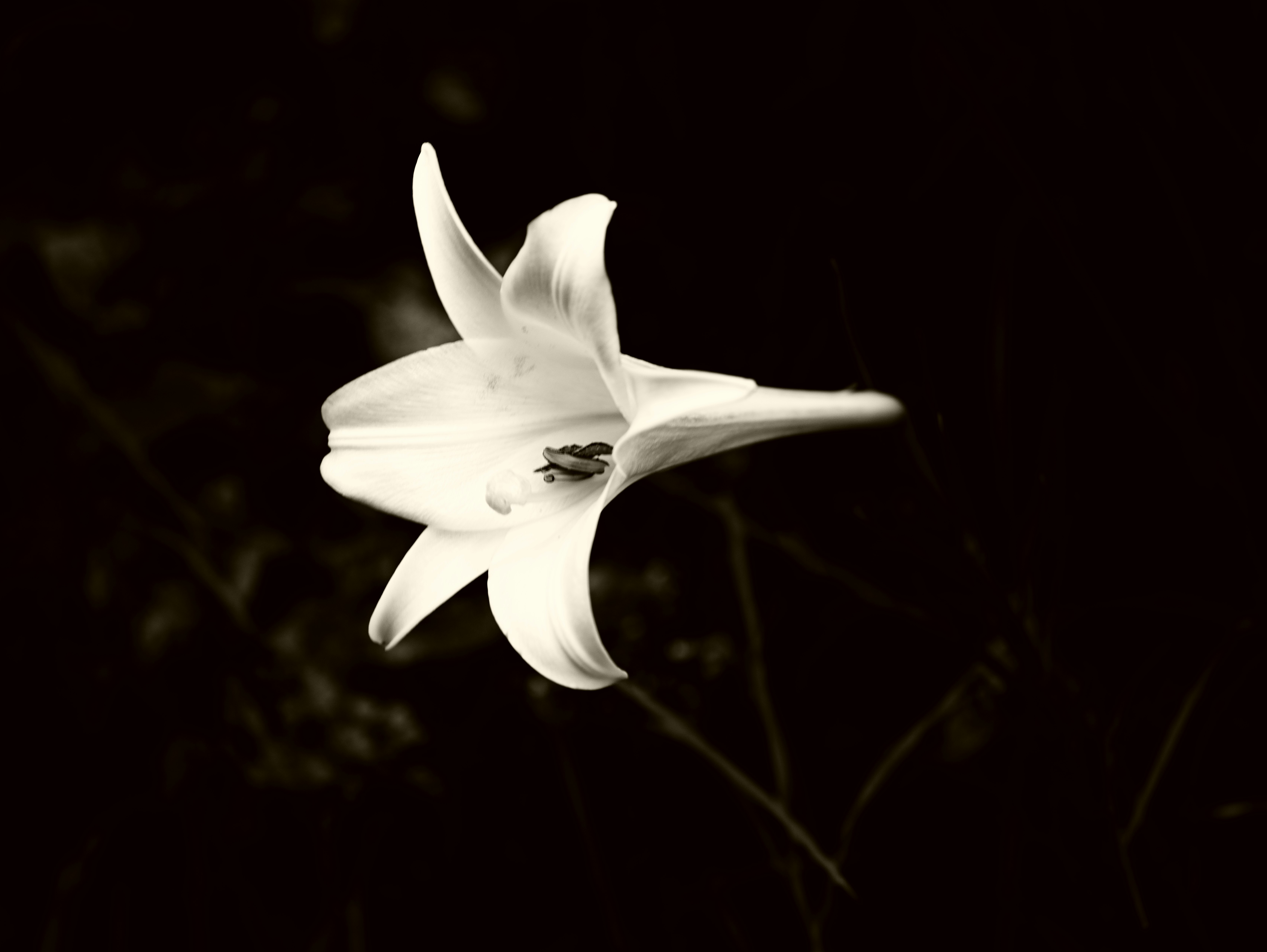 close-up of a white flower against a dark background