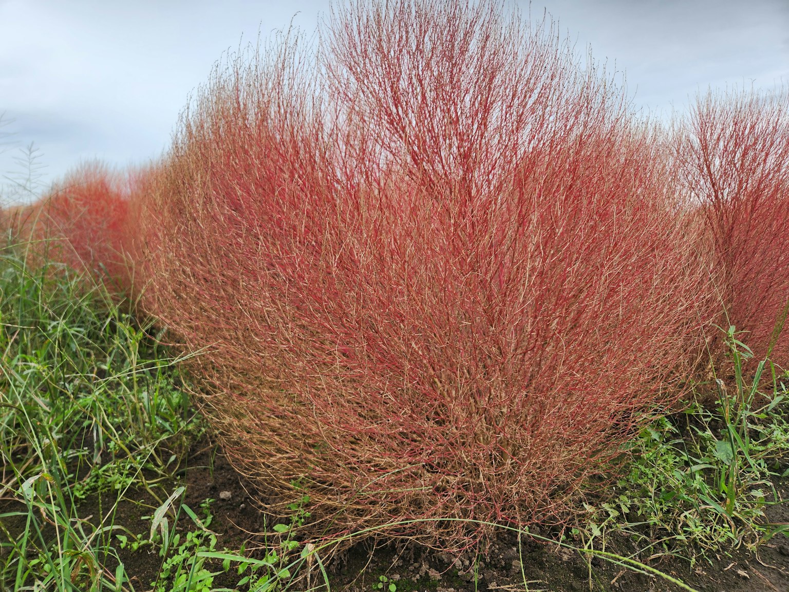Pemandangan dengan tanaman menyerupai semak merah cerah
