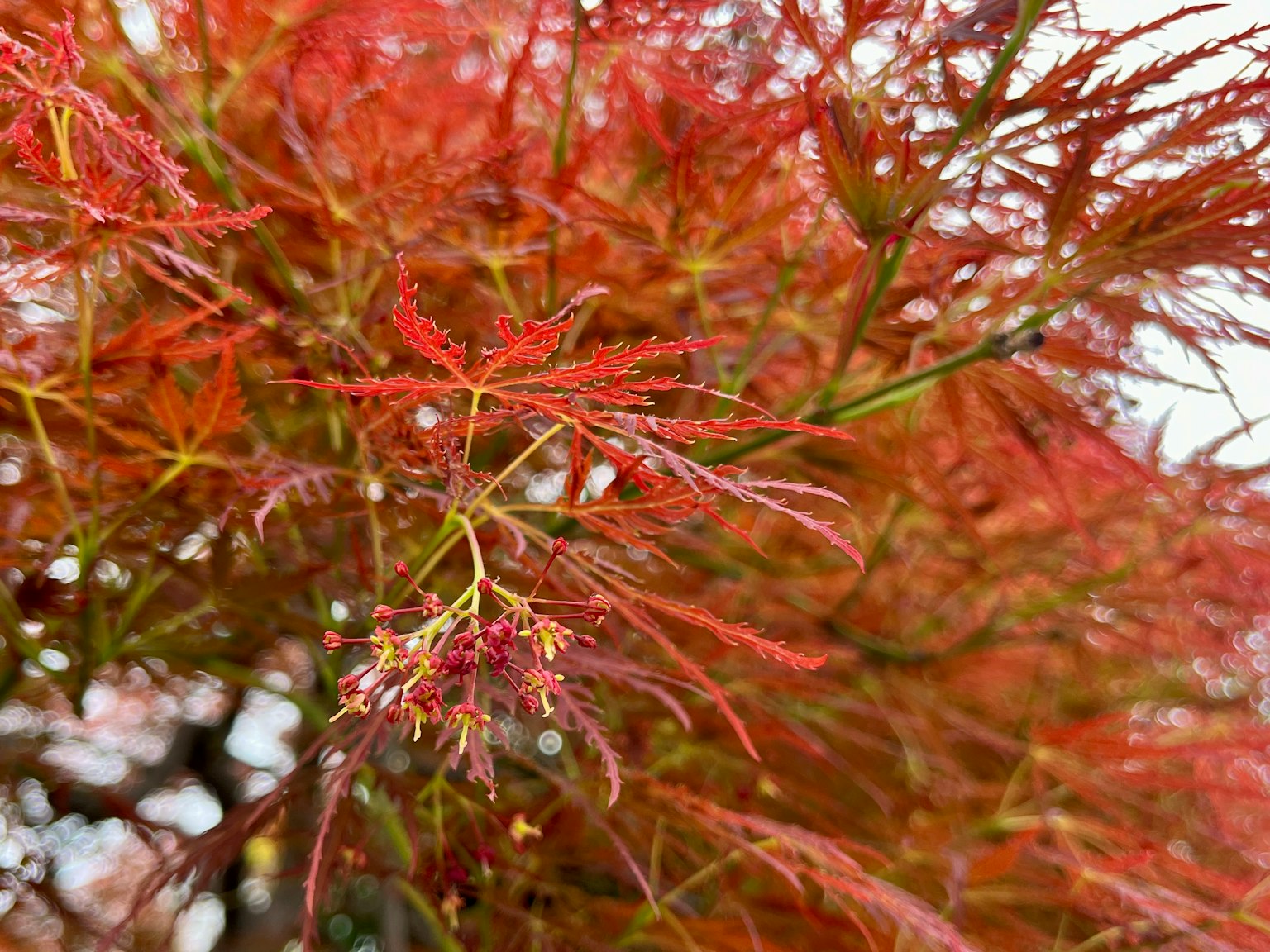 Primo piano di un ramo di acero giapponese con foglie rosse vivaci