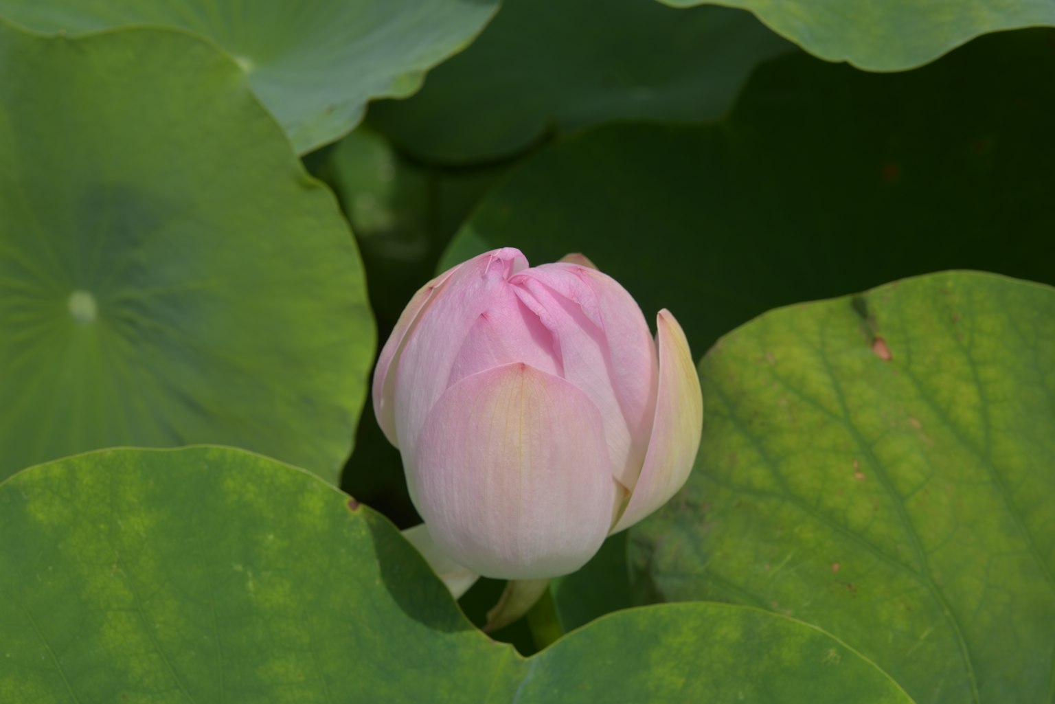 Flor de loto rosa emergiendo de hojas de nenúfar verdes sobre el agua