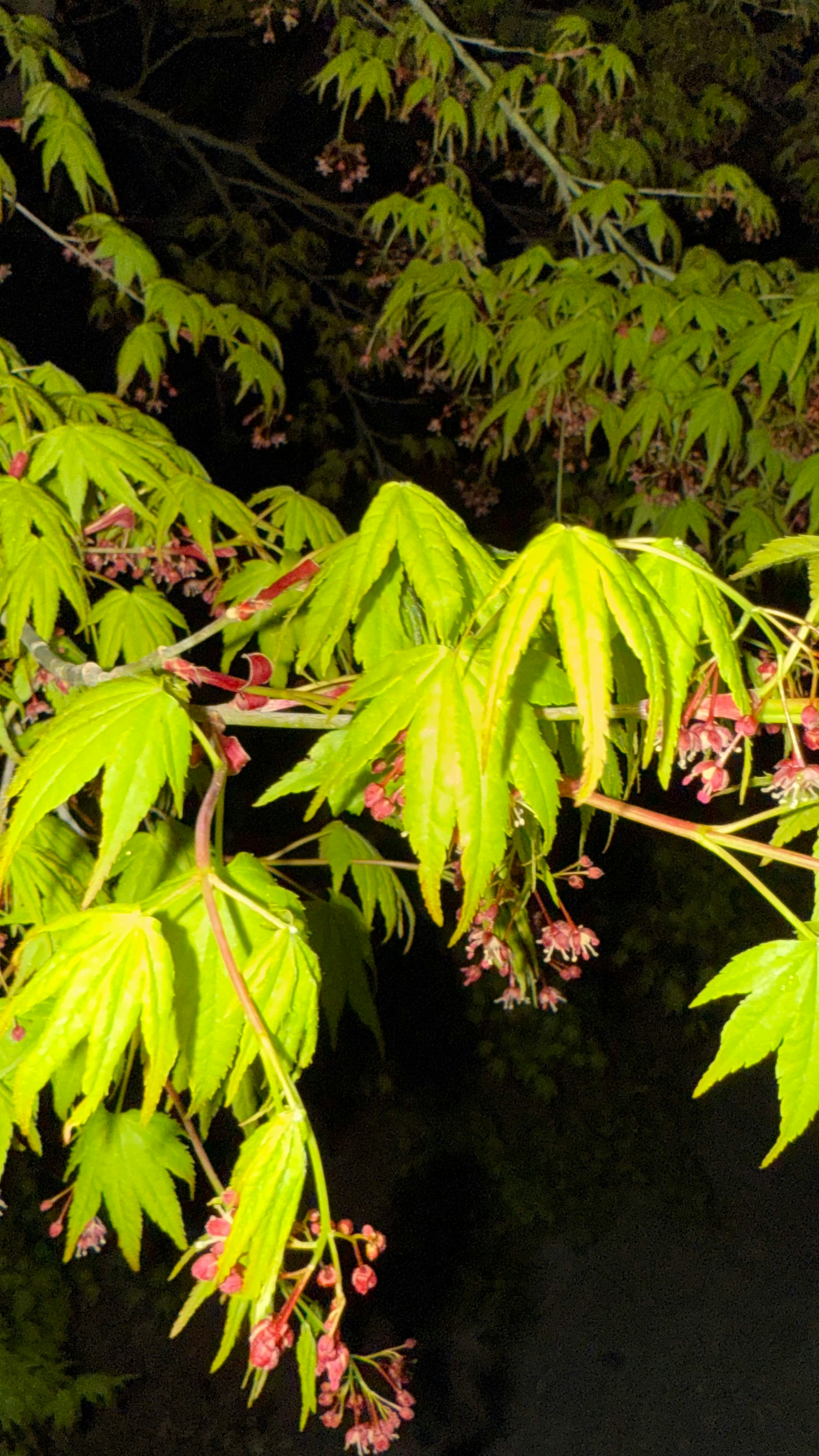 御船山楽園の夜桜のようなつつじが咲く枝先の風景
