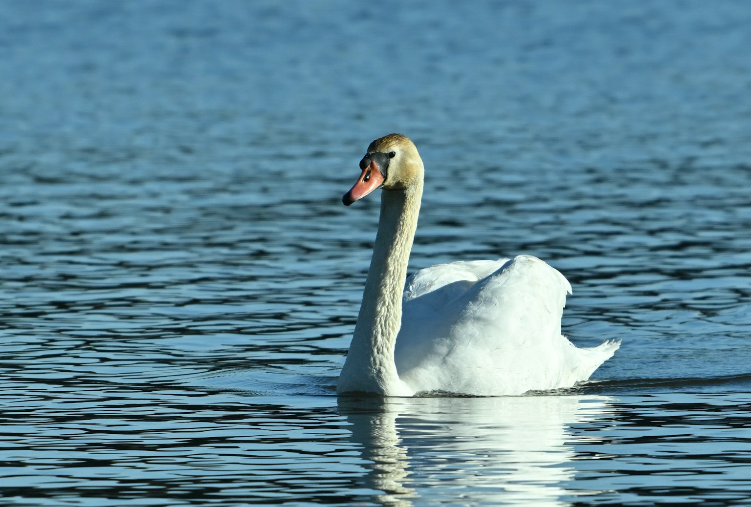 Un cigno che nuota sulla superficie dell'acqua