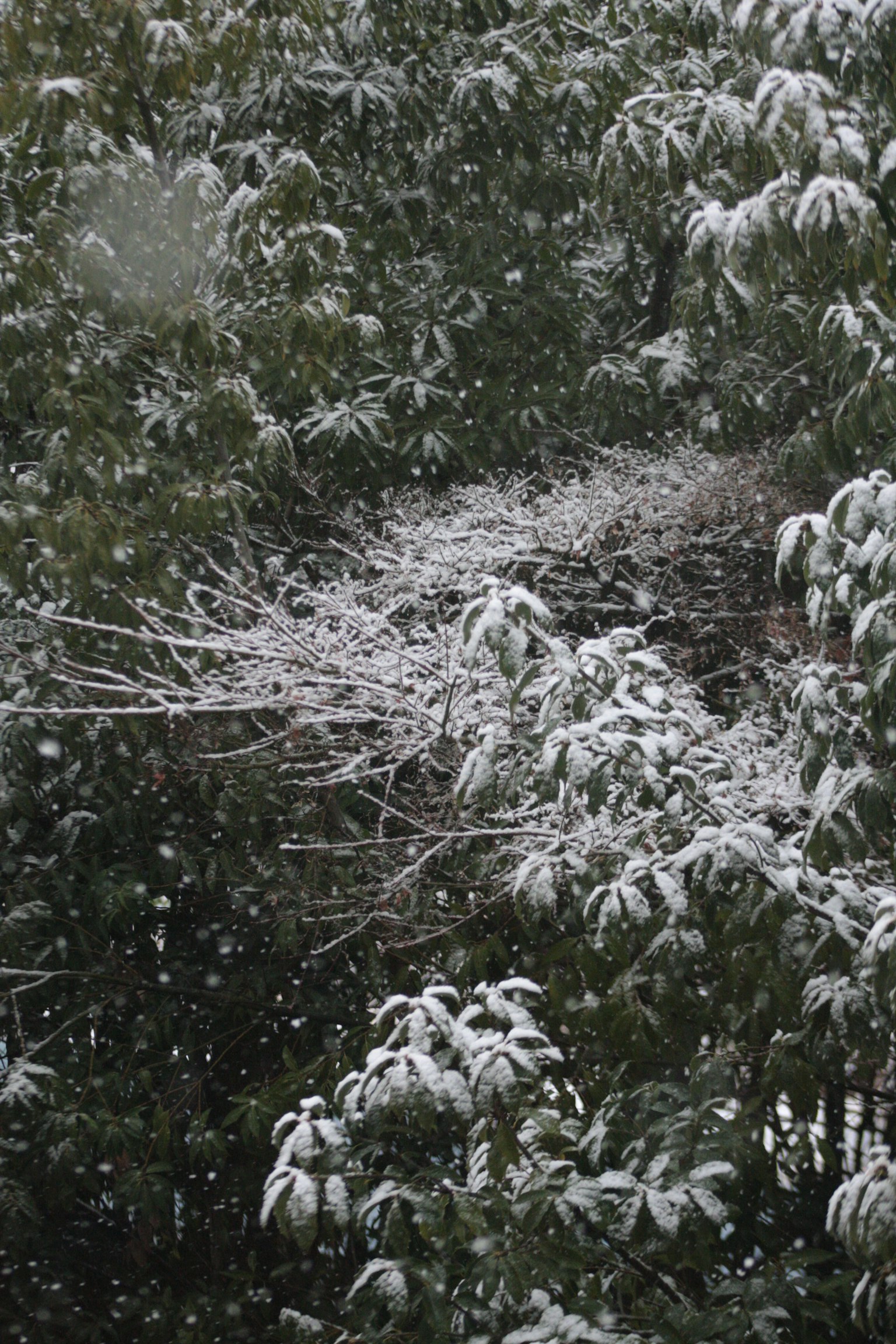 Scenario invernale con alberi e rami coperti di neve