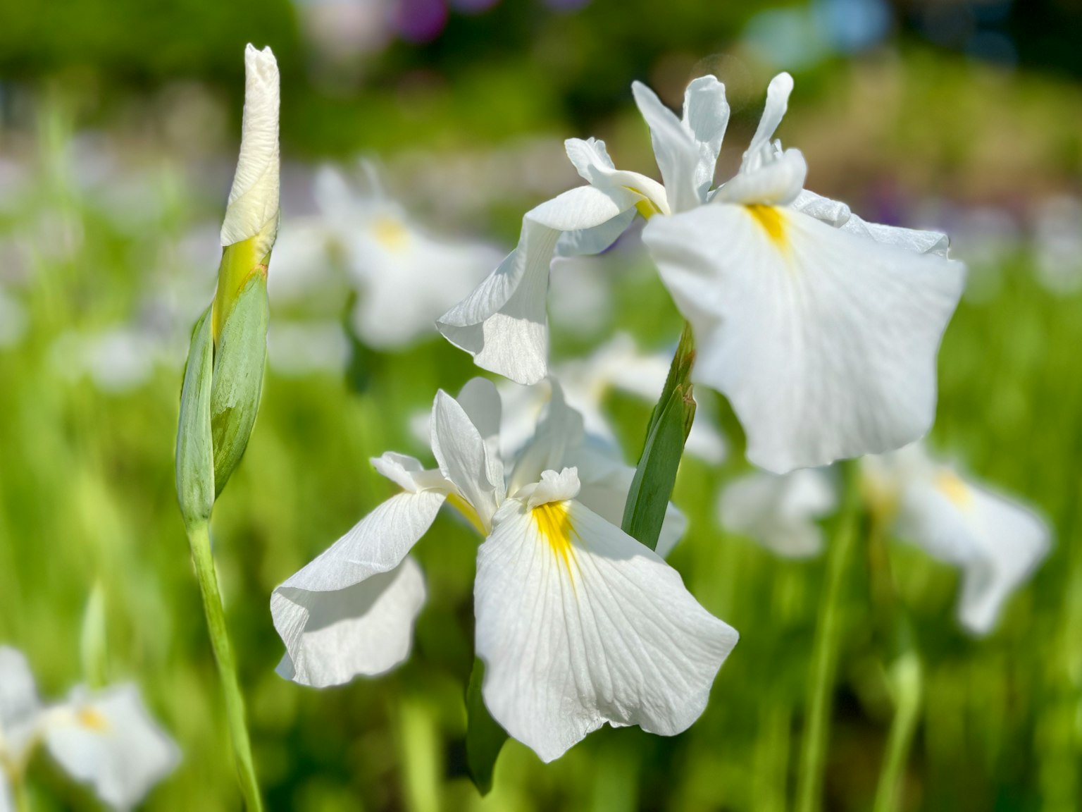 Eine Gruppe weißer Irisblüten mit gelben Akzenten im grünen Laub