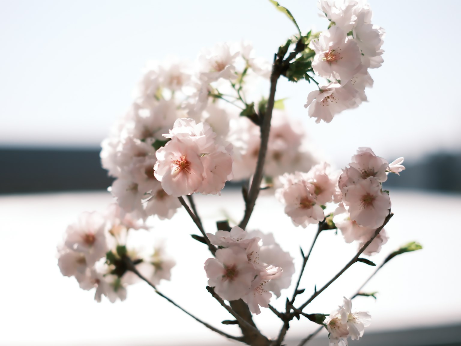 Close-up of a branch with light pink cherry blossoms